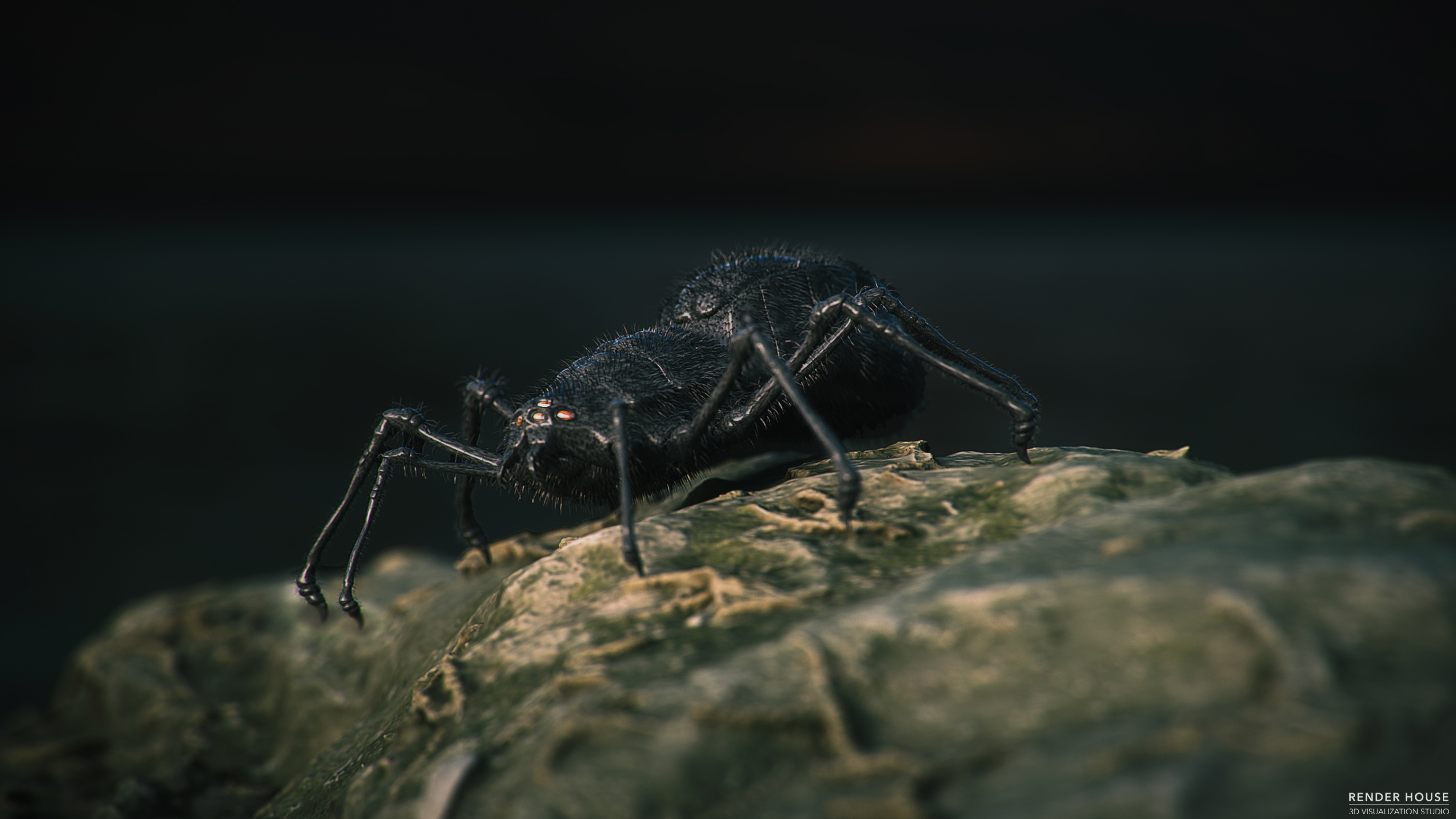 Spider