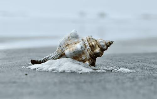 conch