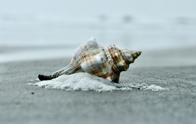 conch
