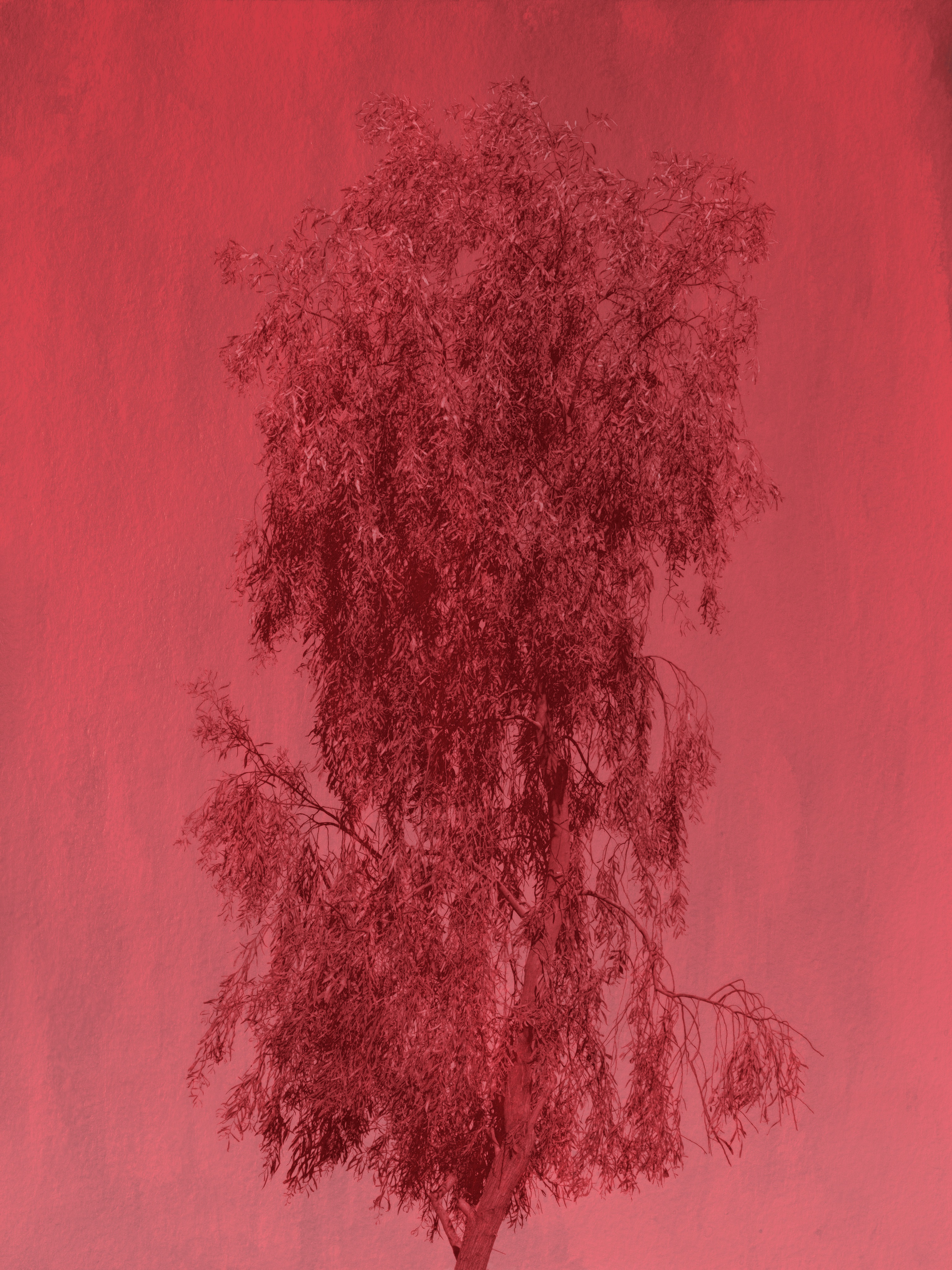 Rouge Tree