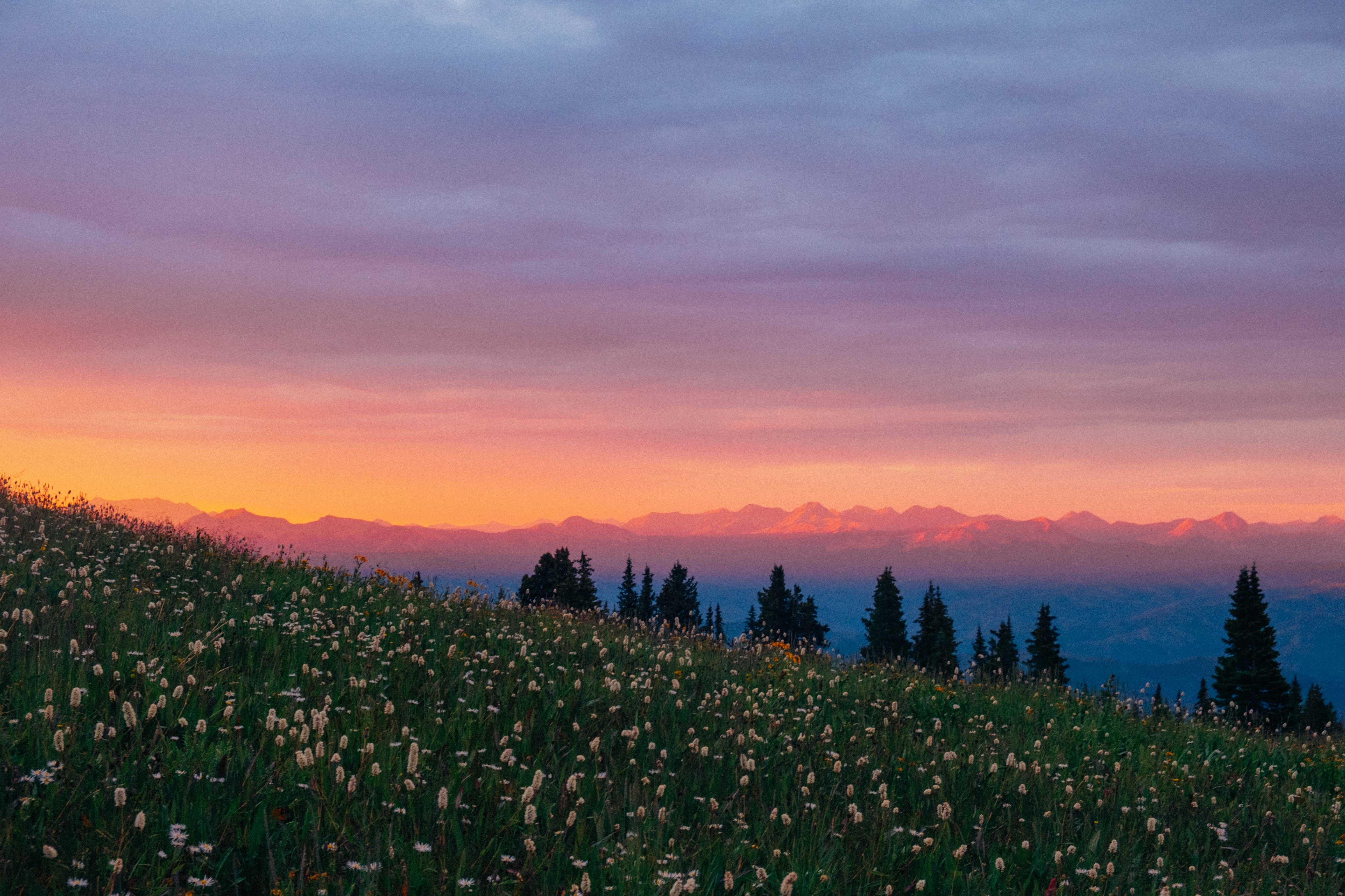 where the wildflowers grow