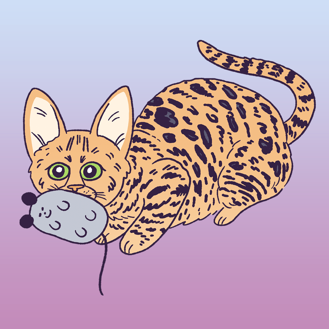 Savannah Cat #1258
