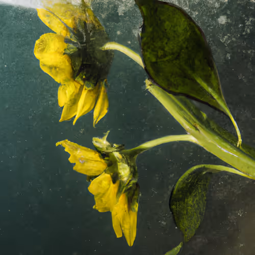 Tsunflower Chaos #40