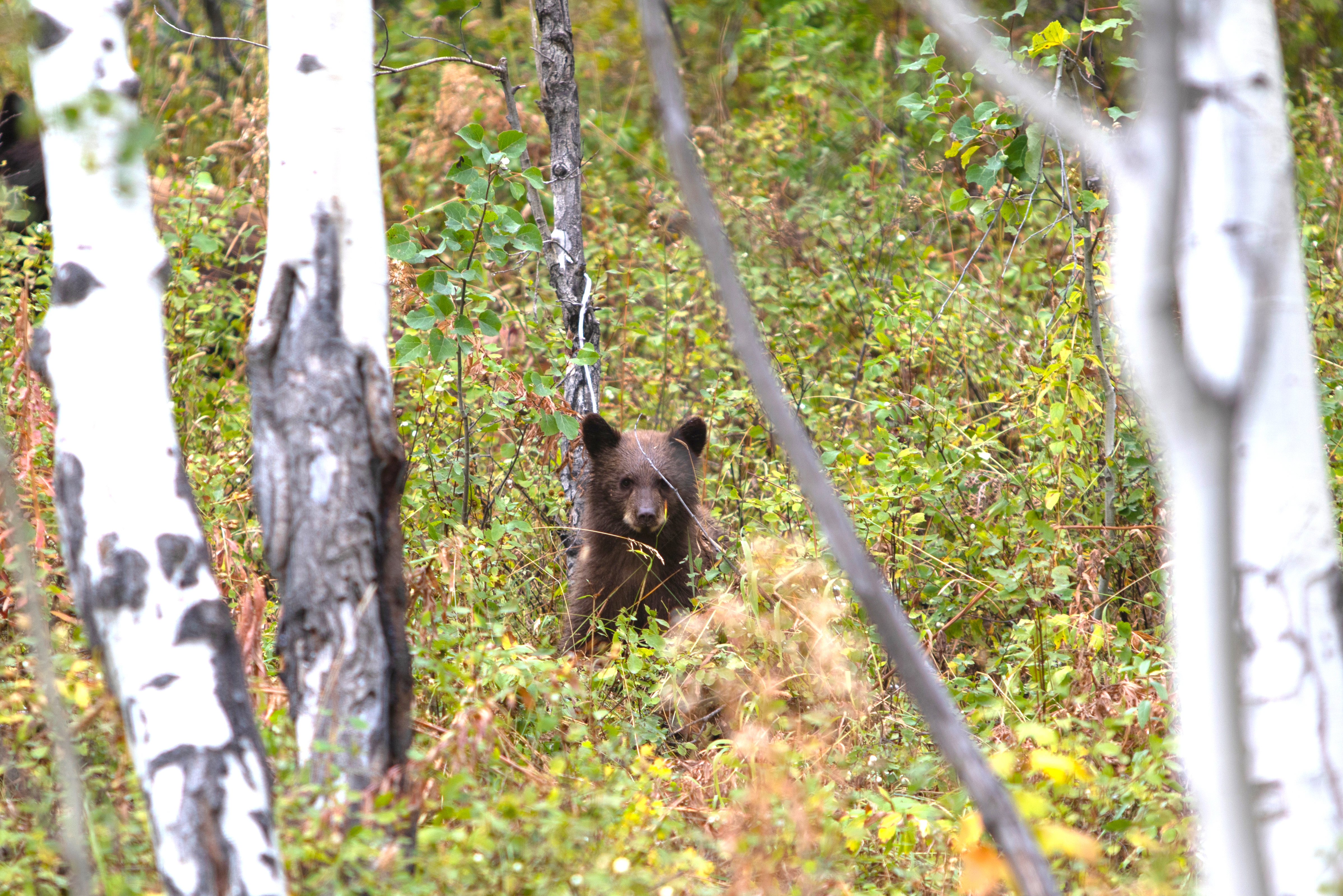 Balance #25 Black Bear