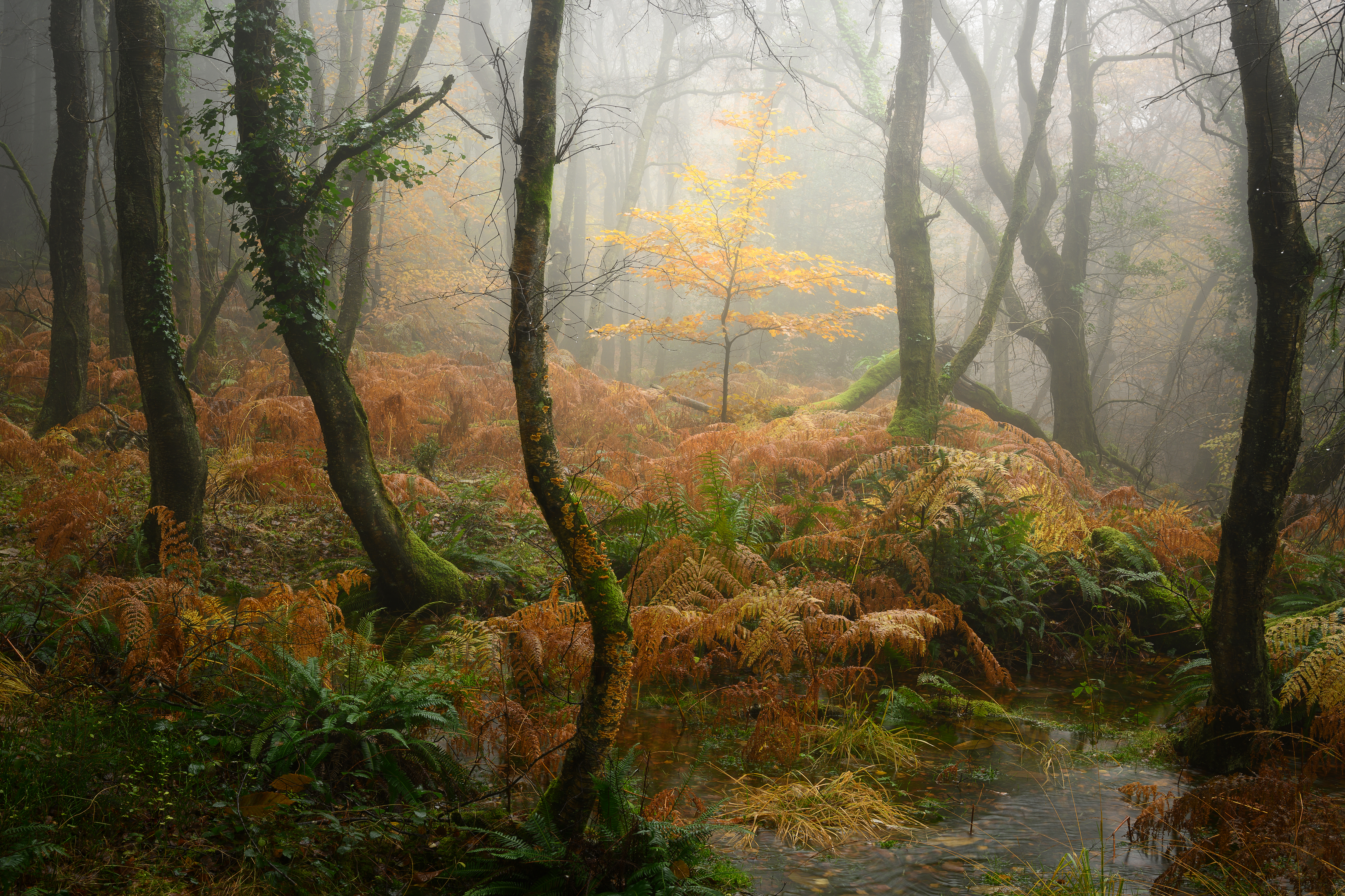 The Lost World