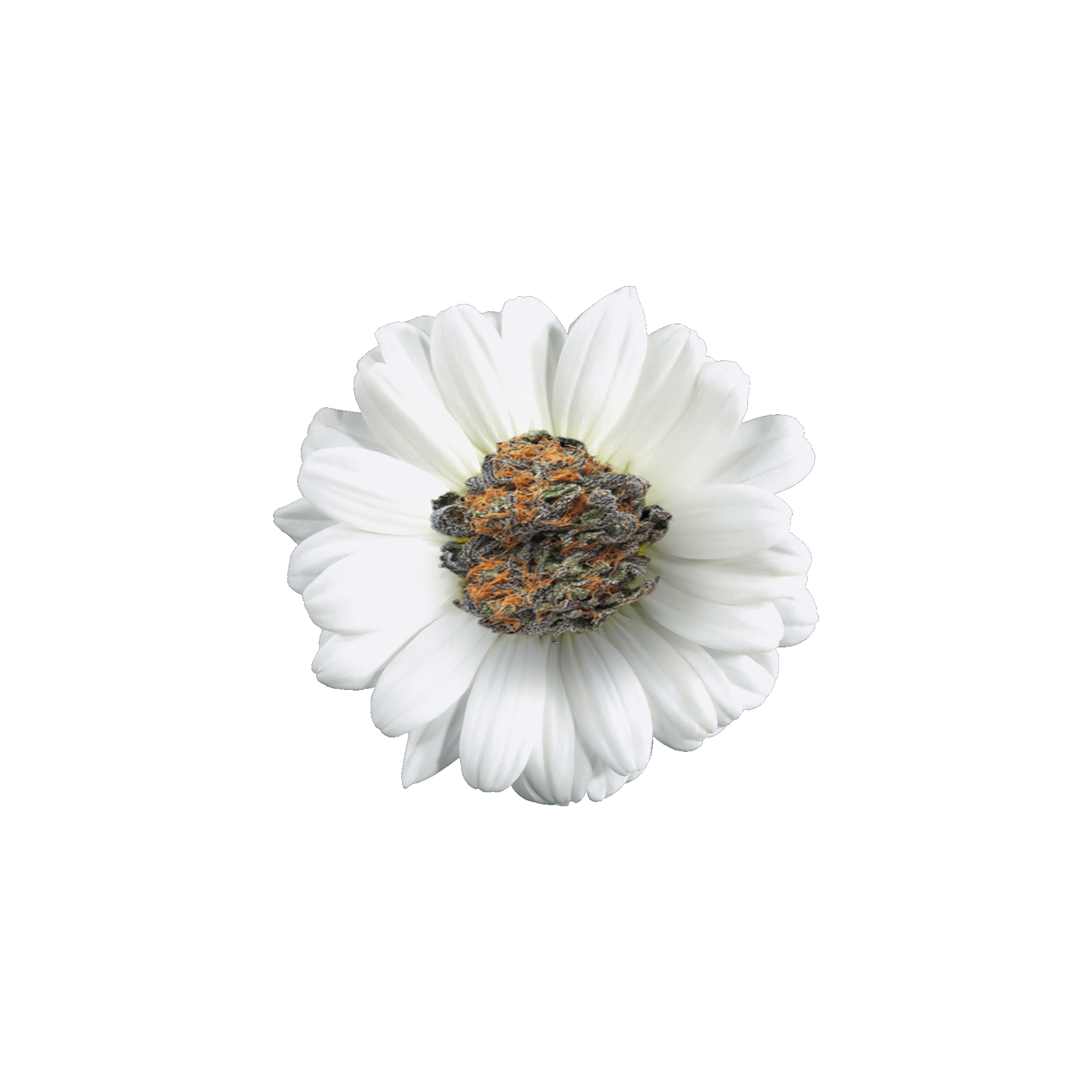 Flower Flower 