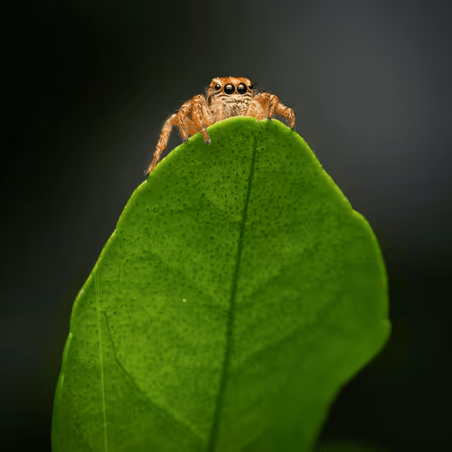 Macro Monster