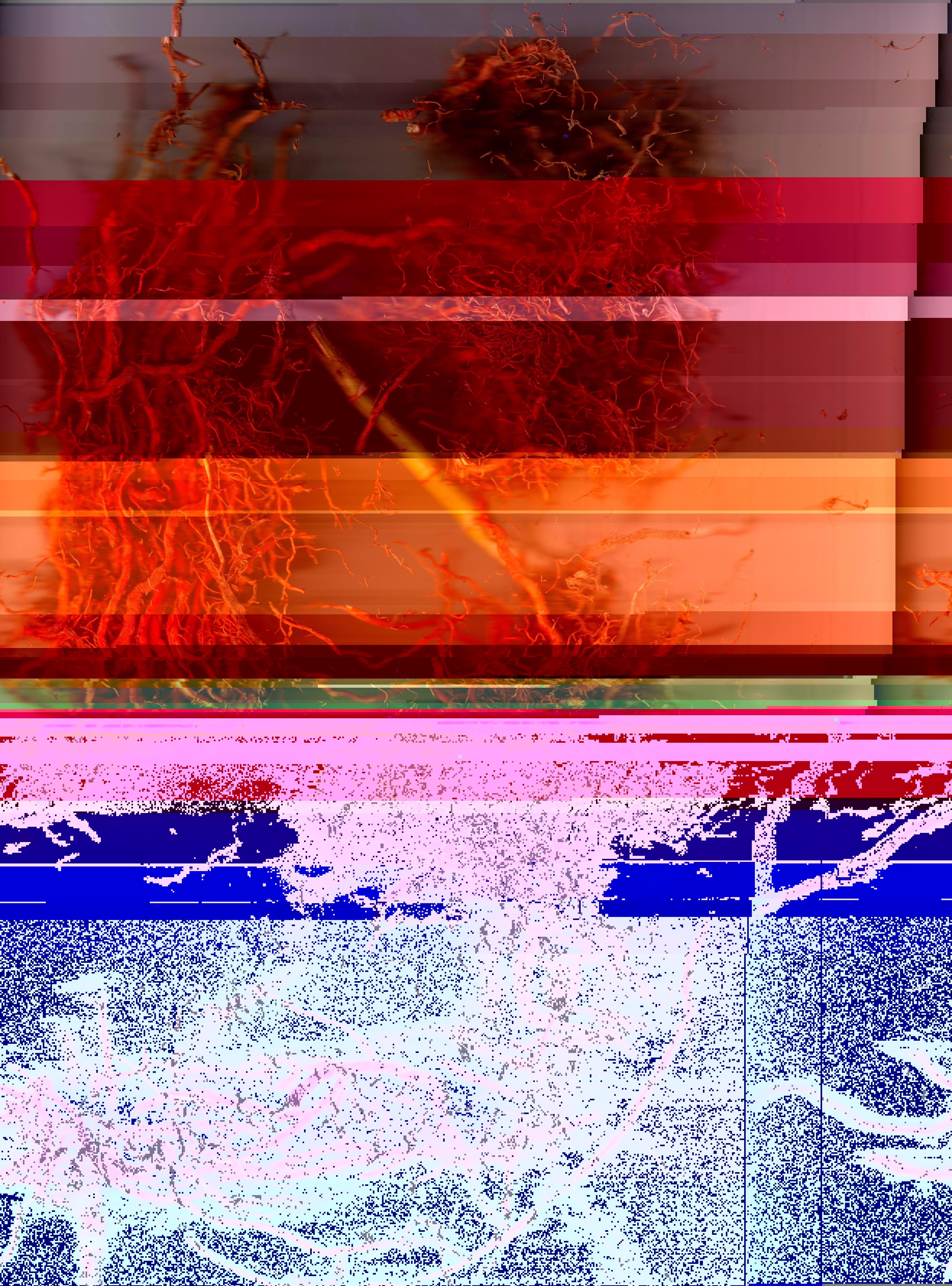 Blorgg Honklorph Malfonxia b[5]