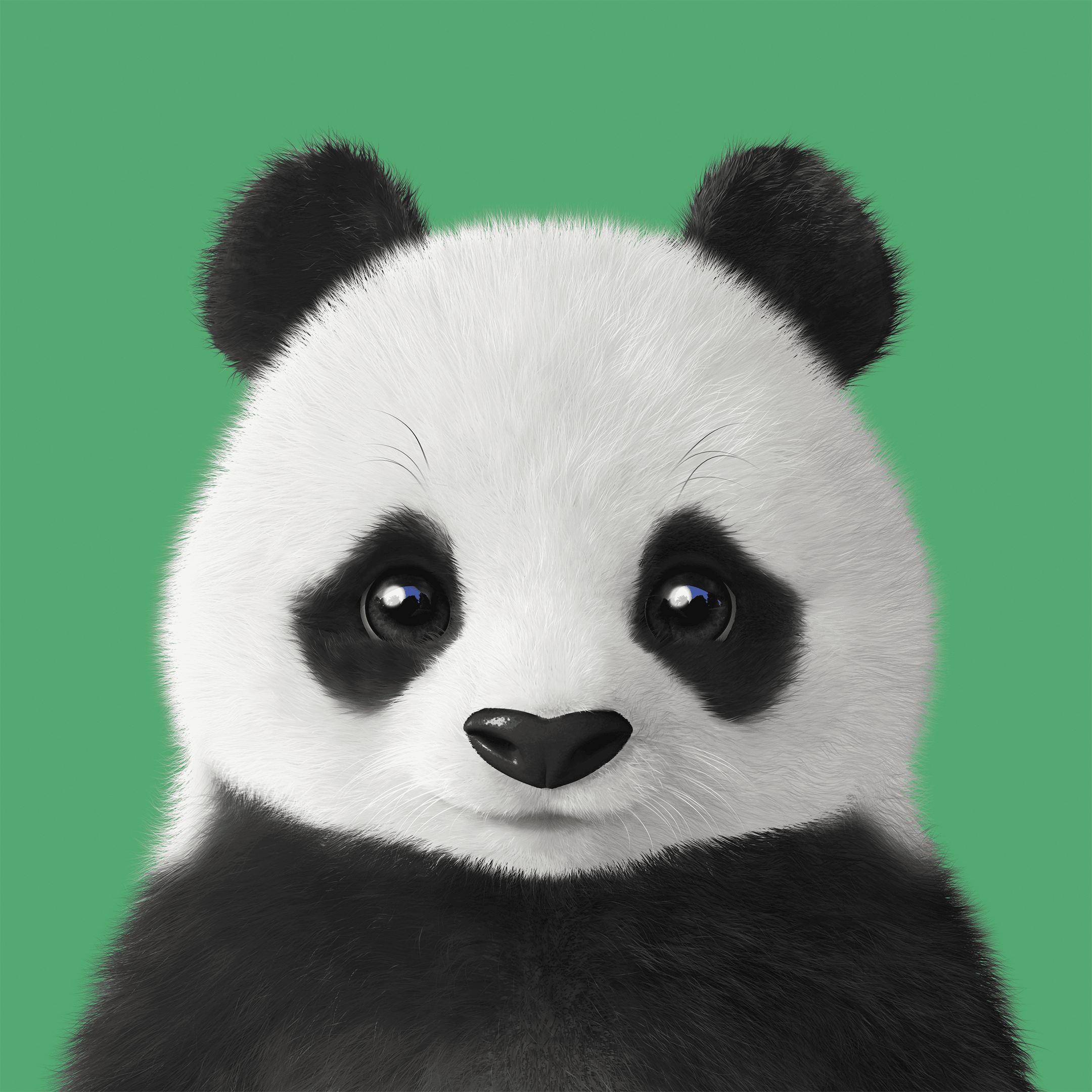 #340 Pang the Giant Panda