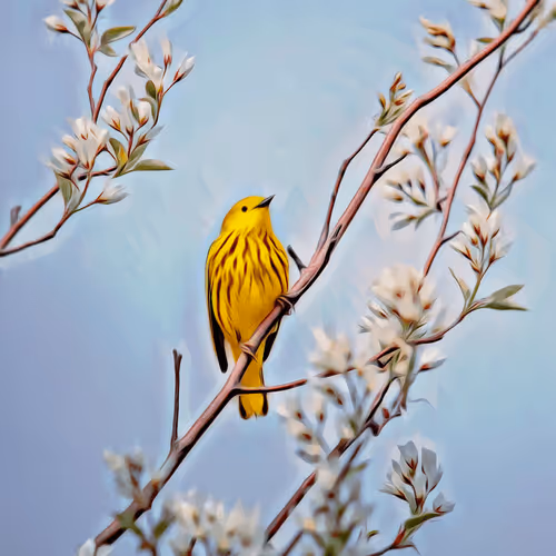 Bird