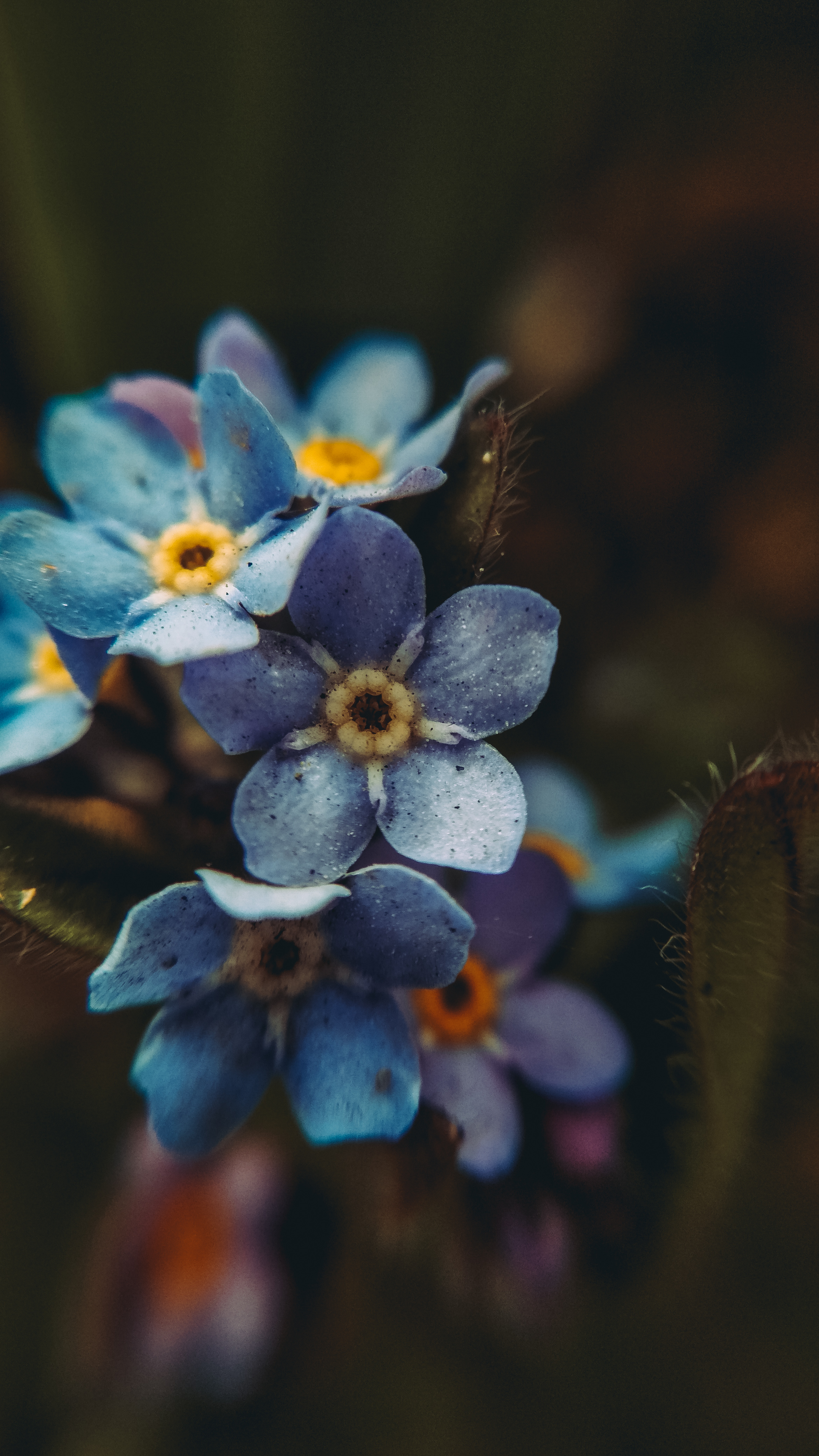 The Tenderness of the nature 
