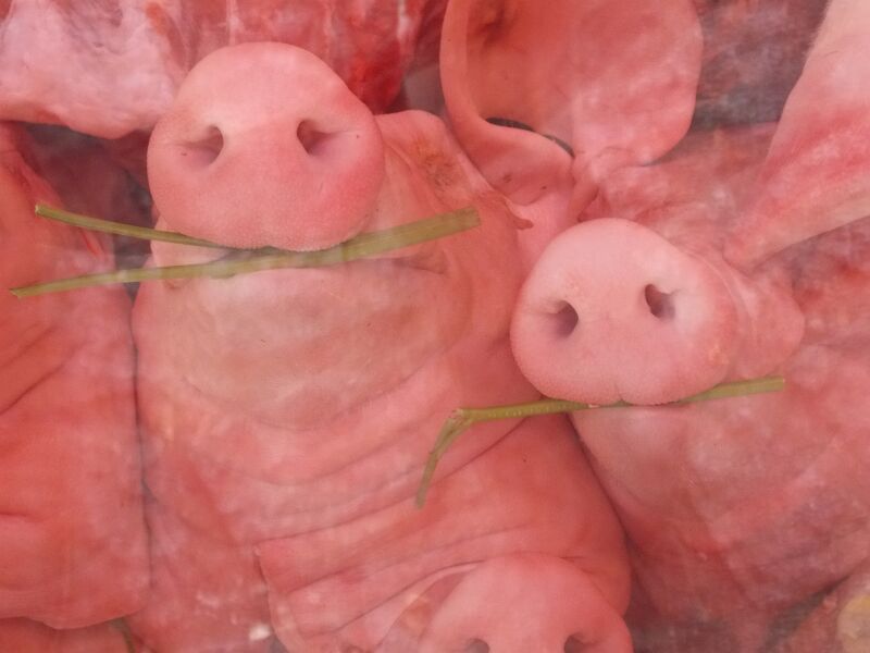 Pigs