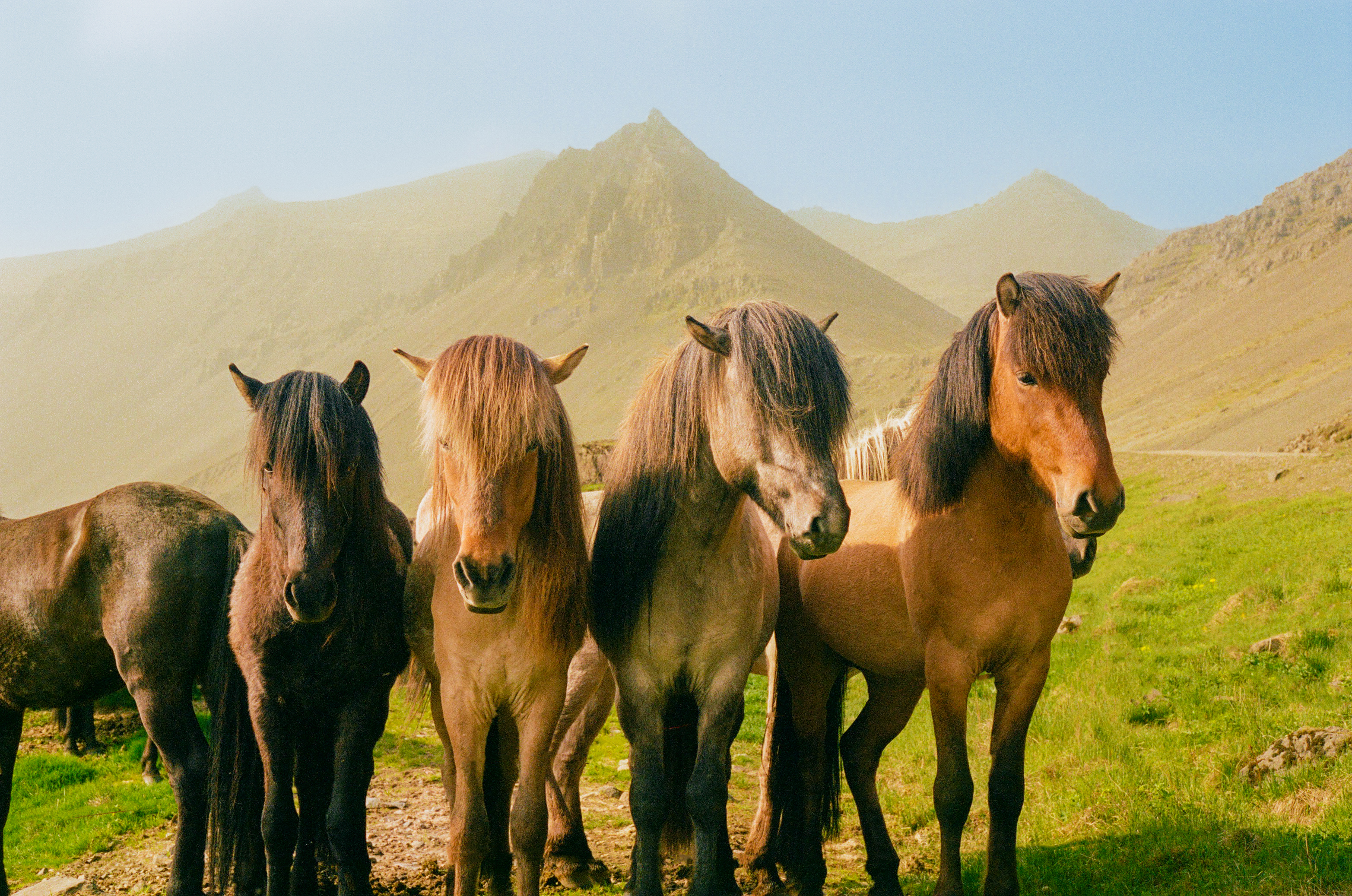 Horsin' Around #9
