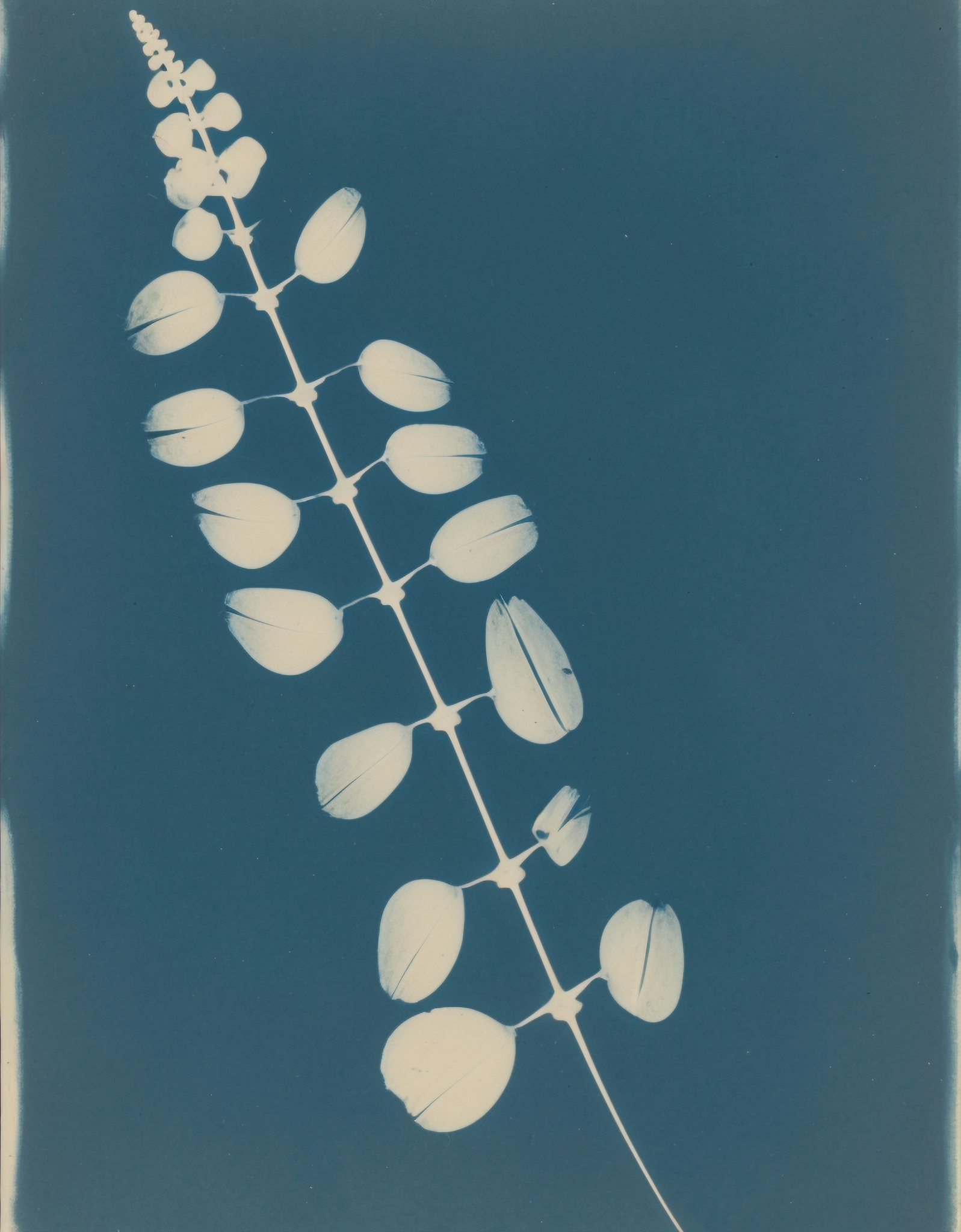 Laguncularia, Photogenic Drawing, 1841