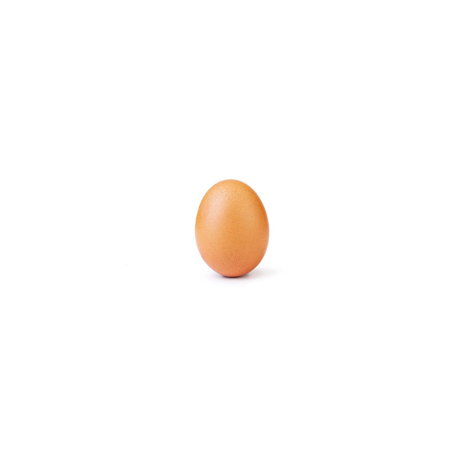 World Record Egg