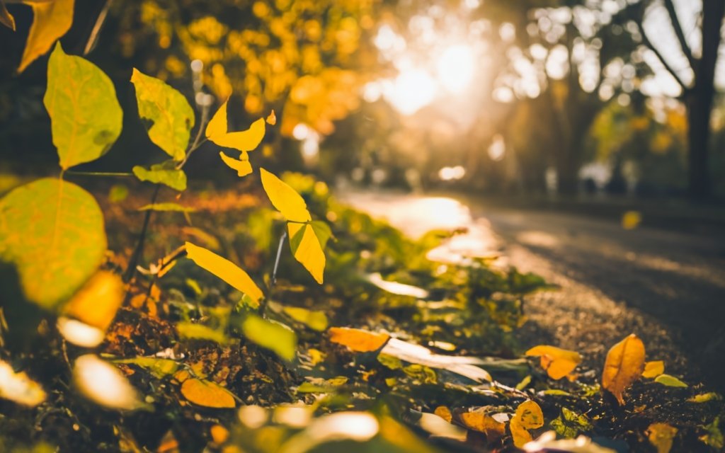 Leaf #1