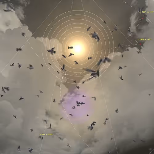 10 am 178 birds