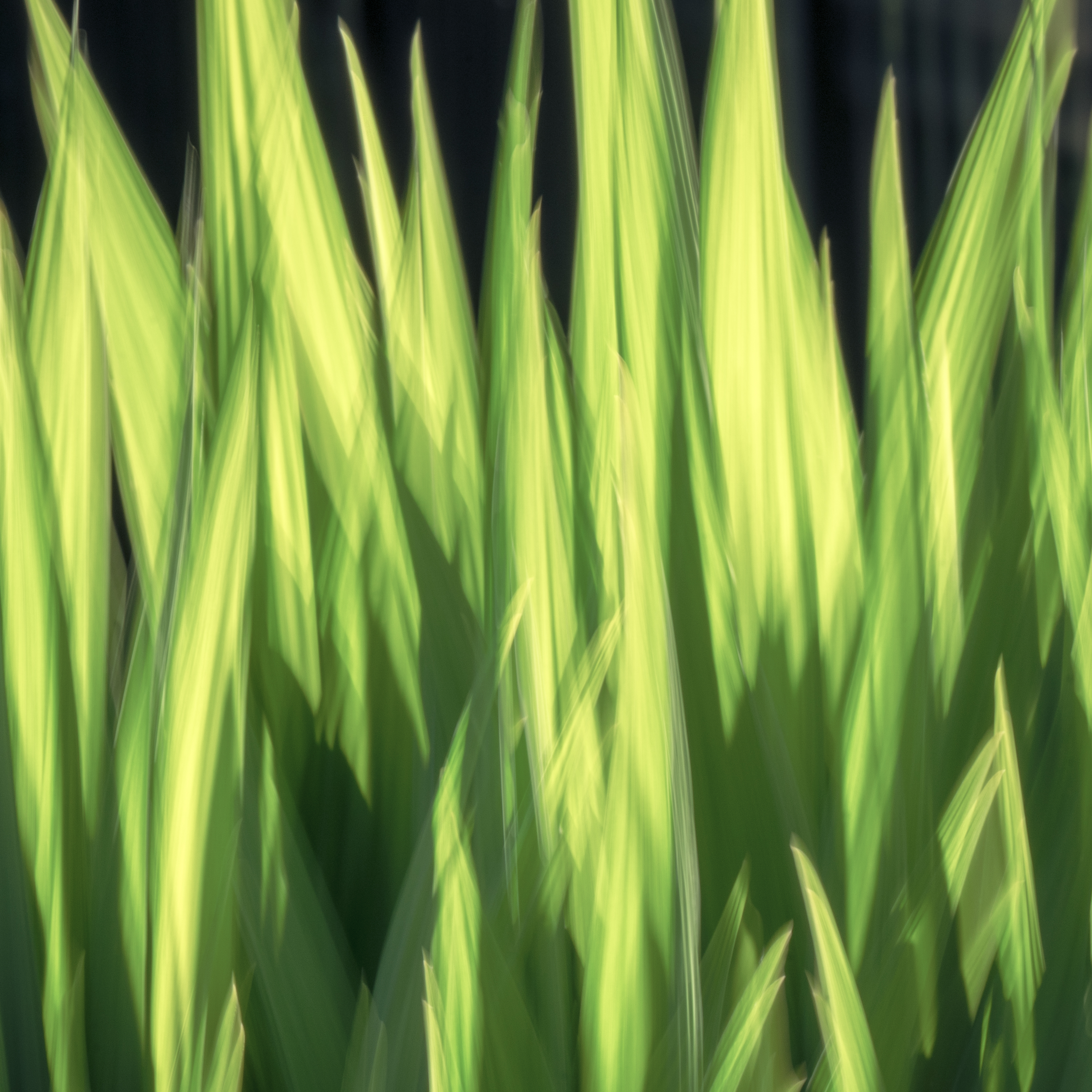 Emerald Embers