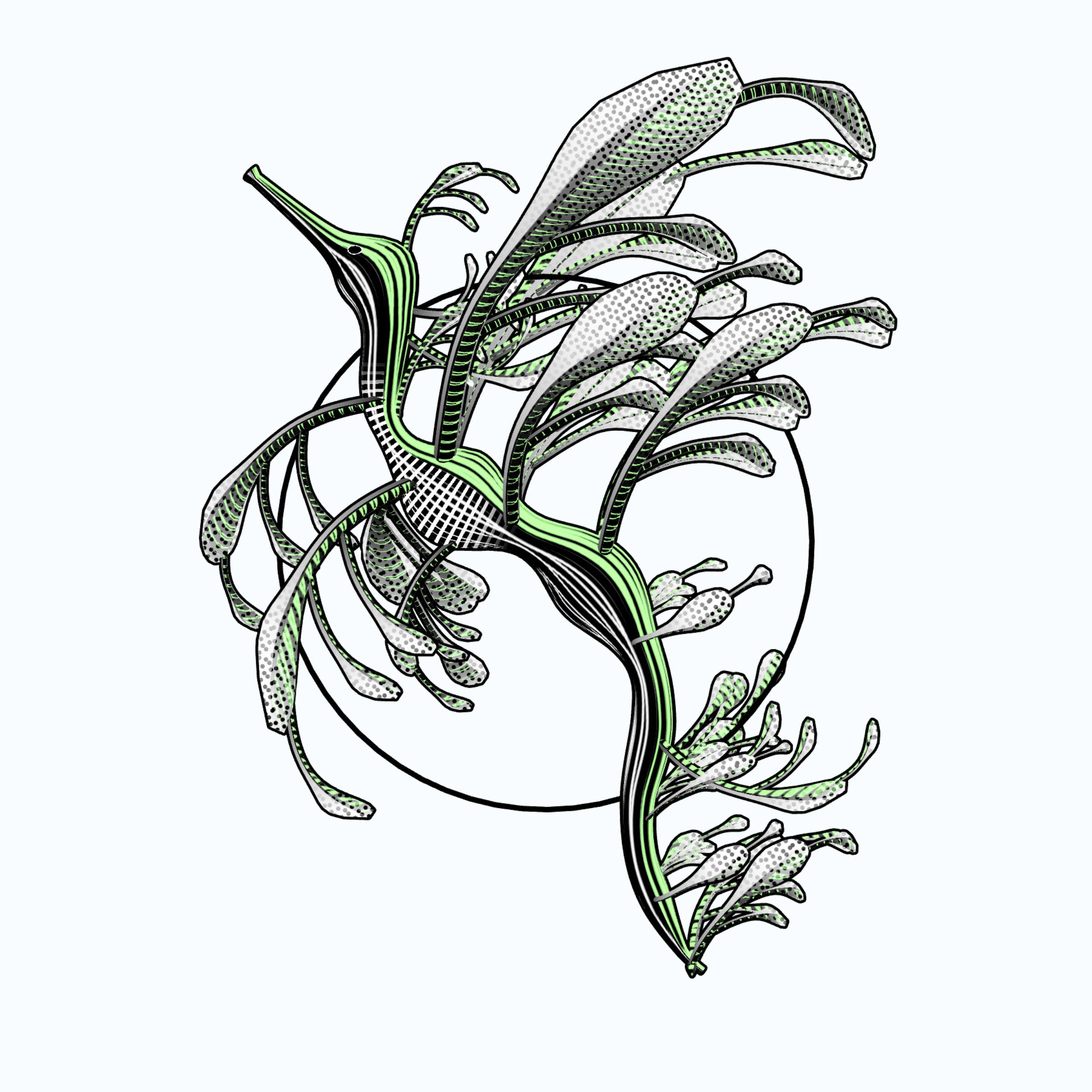 Seadragons #501