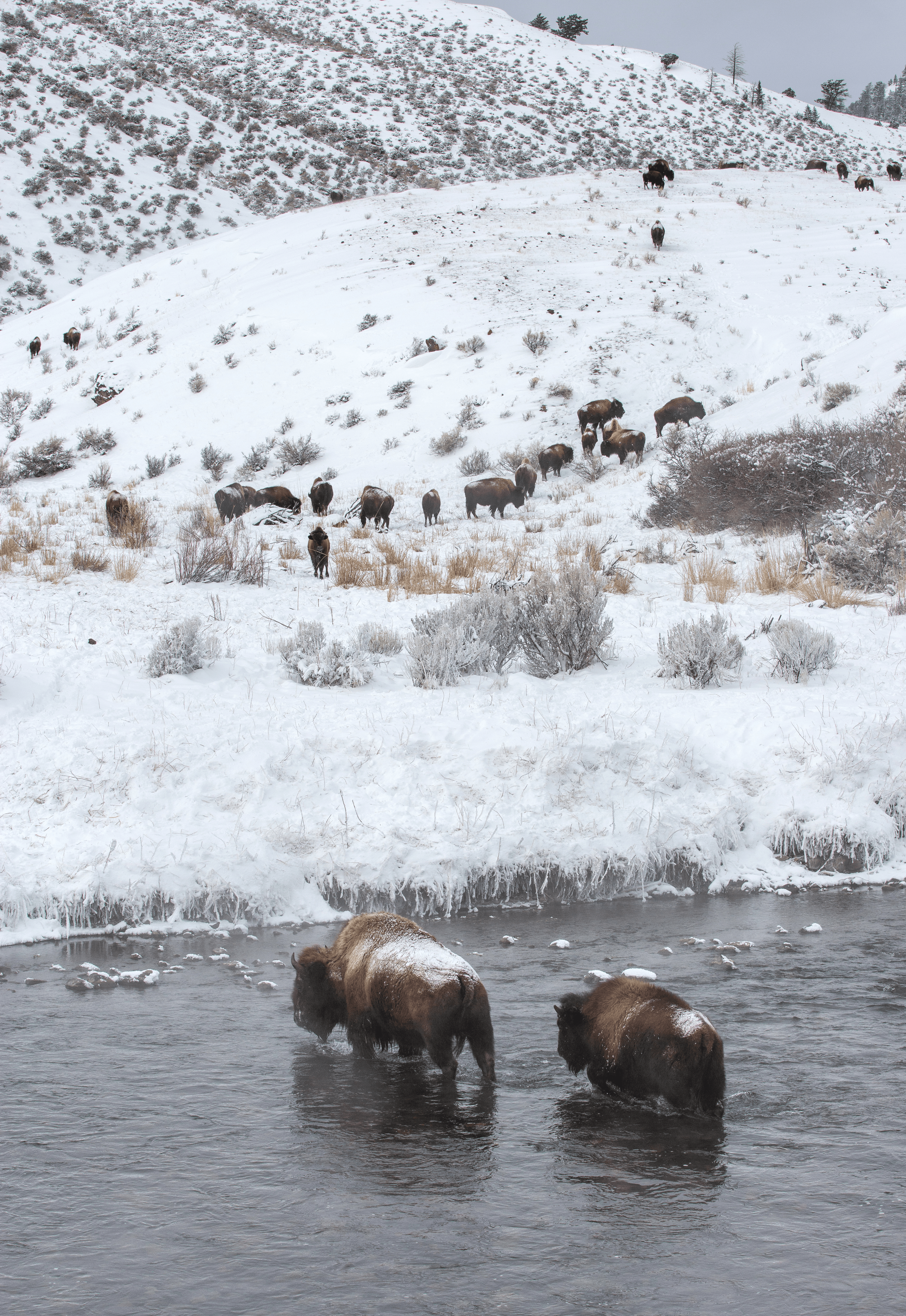 Balance #24 Bison
