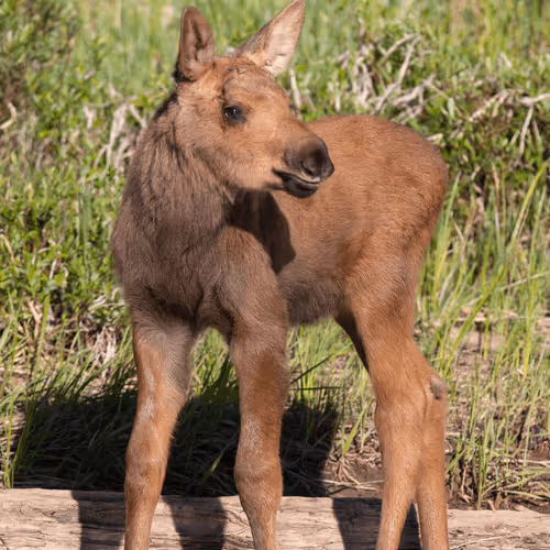 Balance #41 Moose