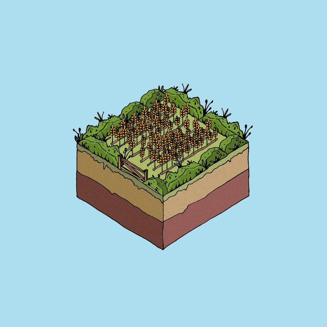 Wheat Field 1