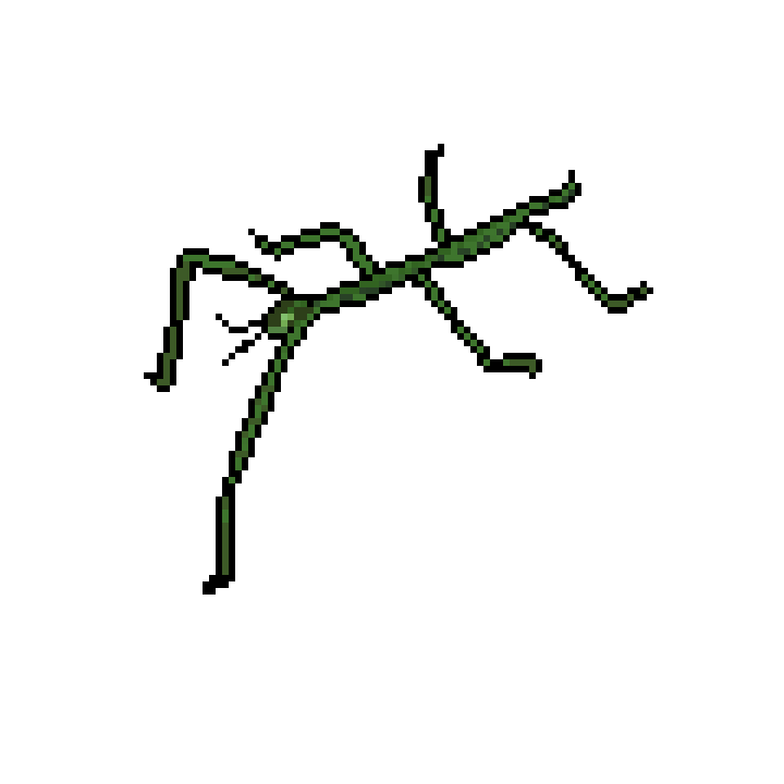 Stick Insect