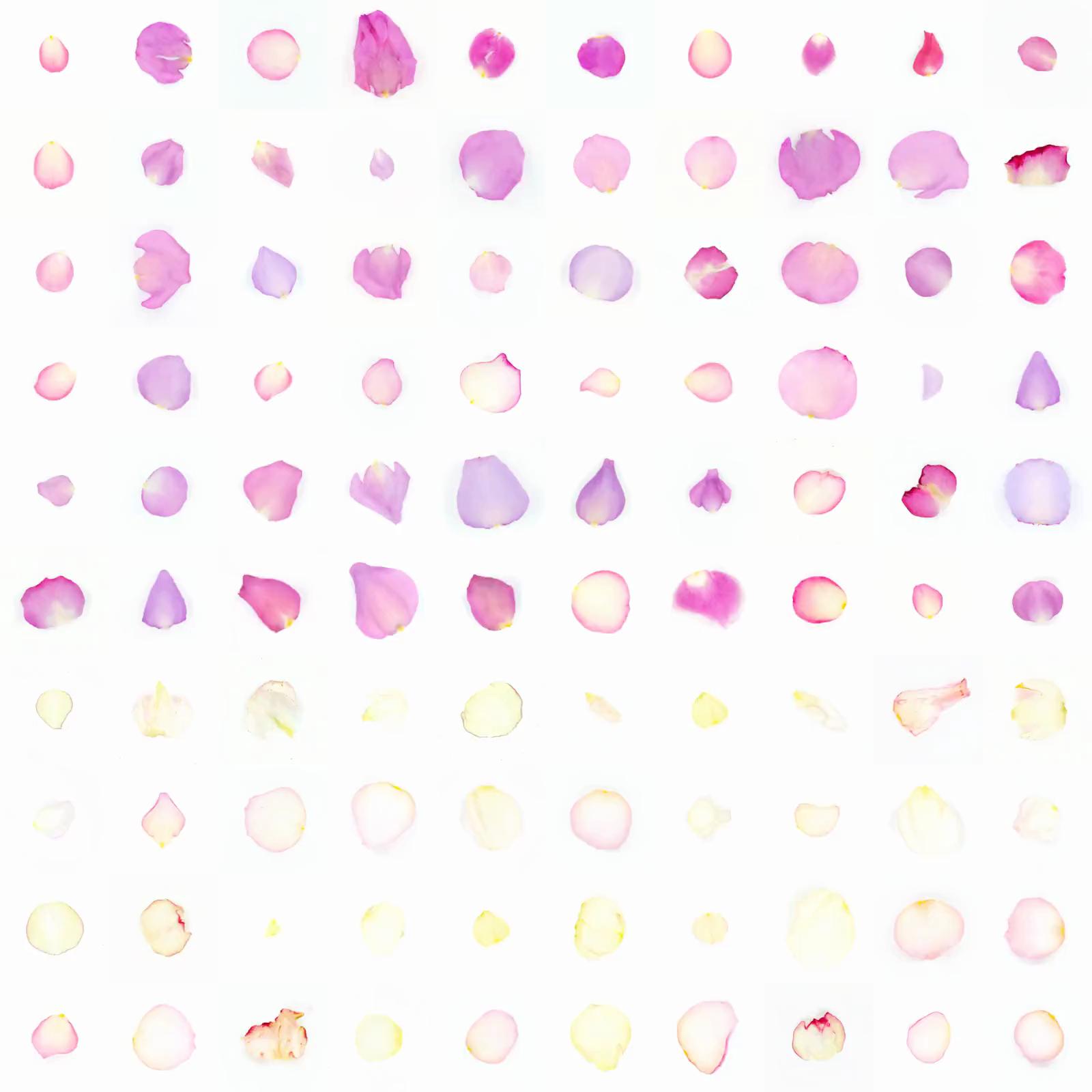 Infinite Petals 10x10#2520