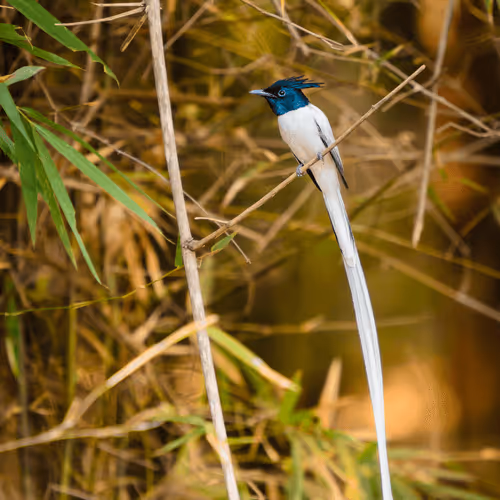 Long-Tailed Beauty
