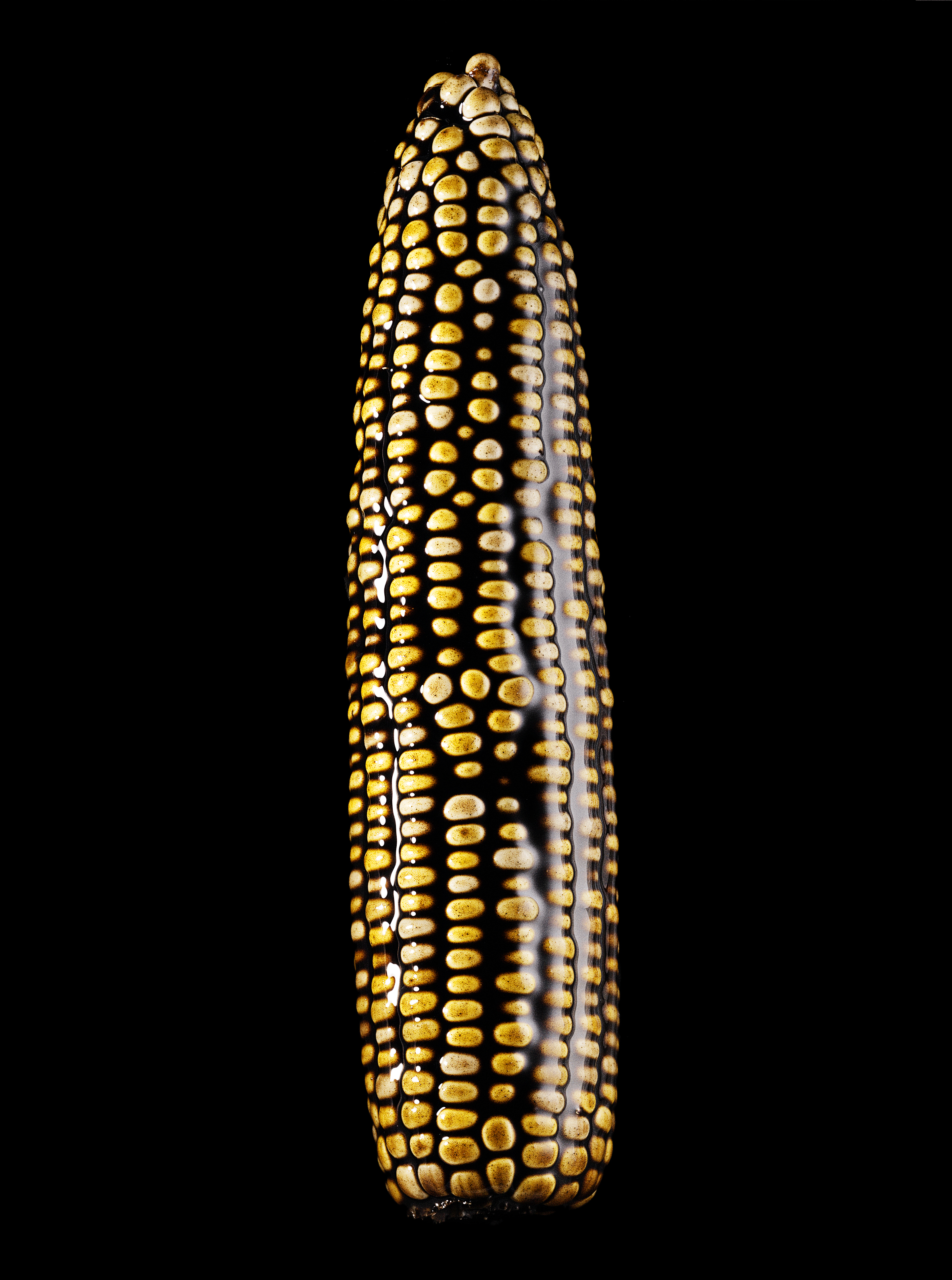 Oil-led Corn
