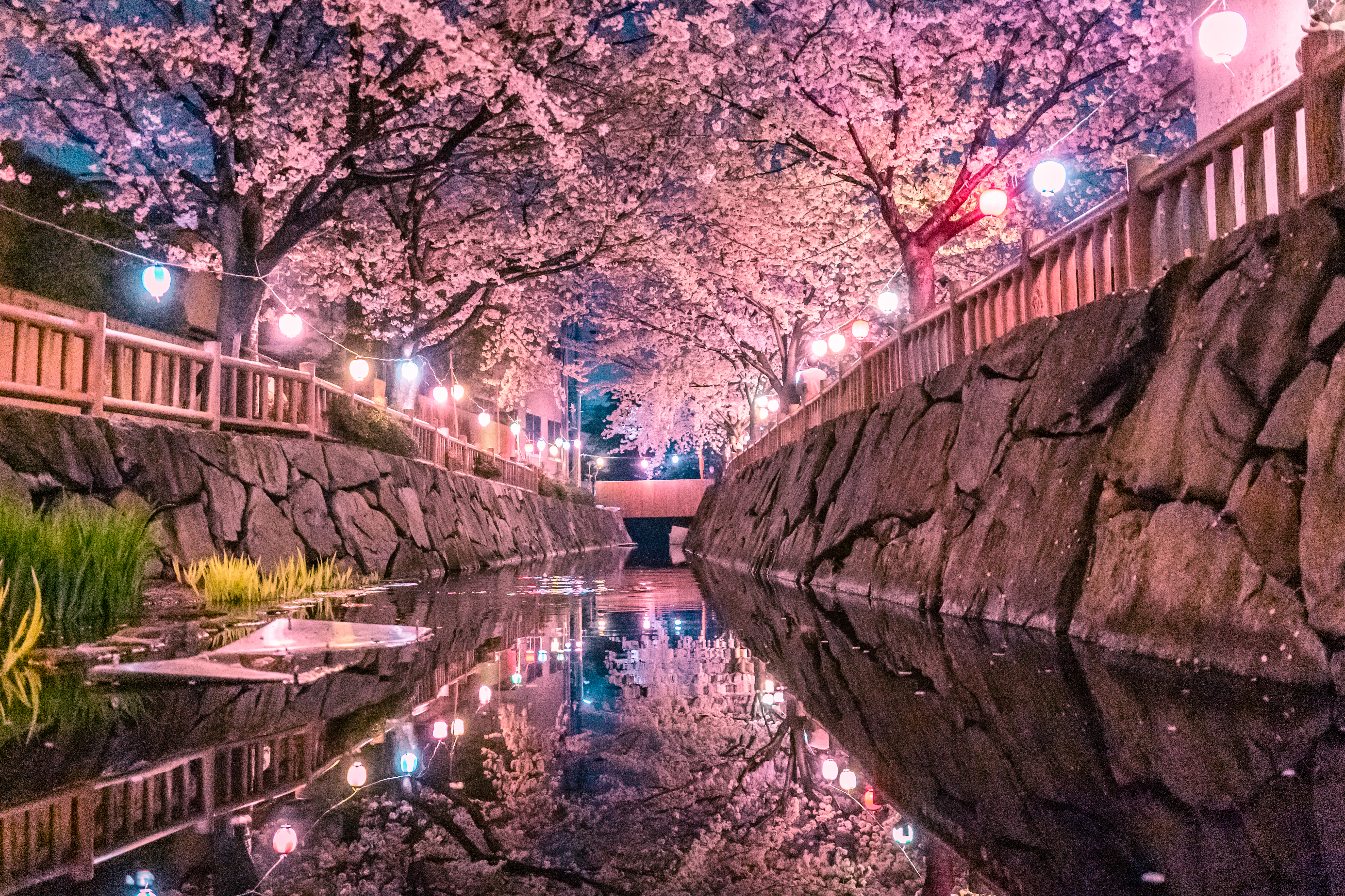 Night Cherry Blossoms - 夜桜