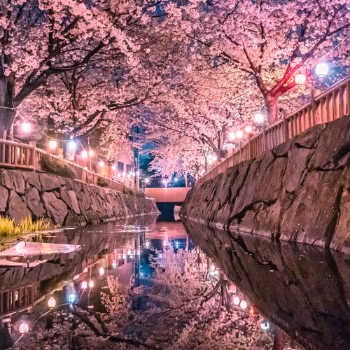 Night Cherry Blossoms - 夜桜