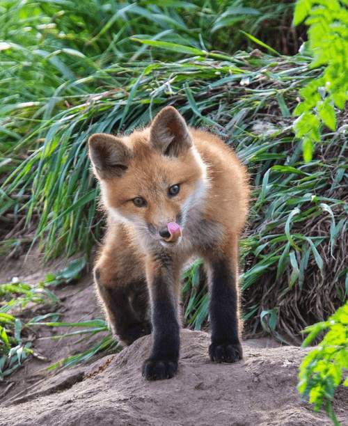 Balance #46 Red Fox 
