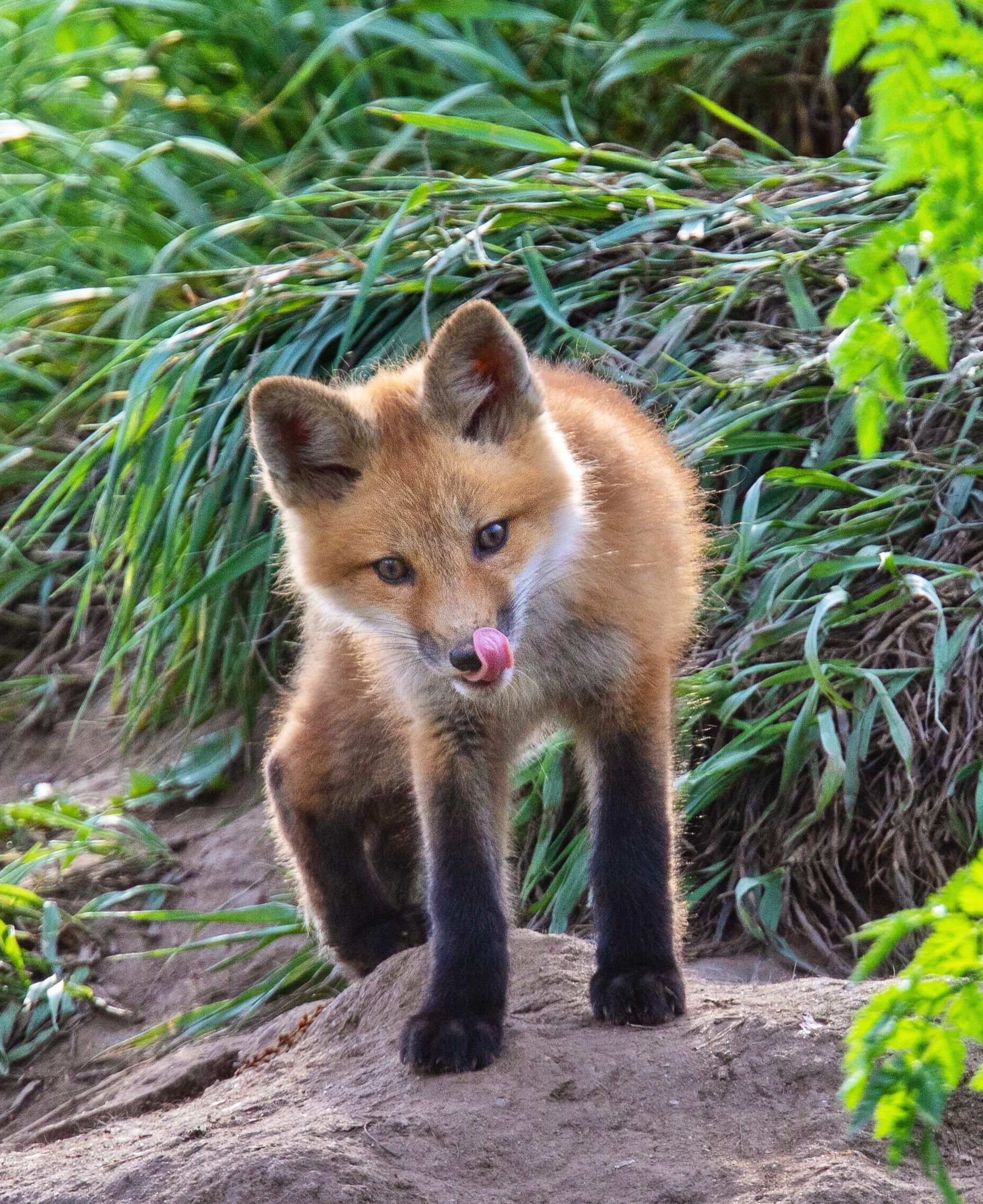 Balance #46 Red Fox 