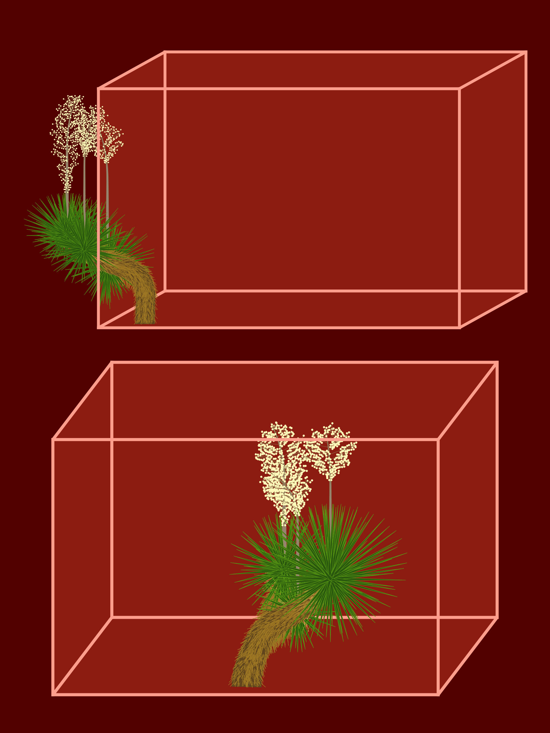 Marfa Yucca #12