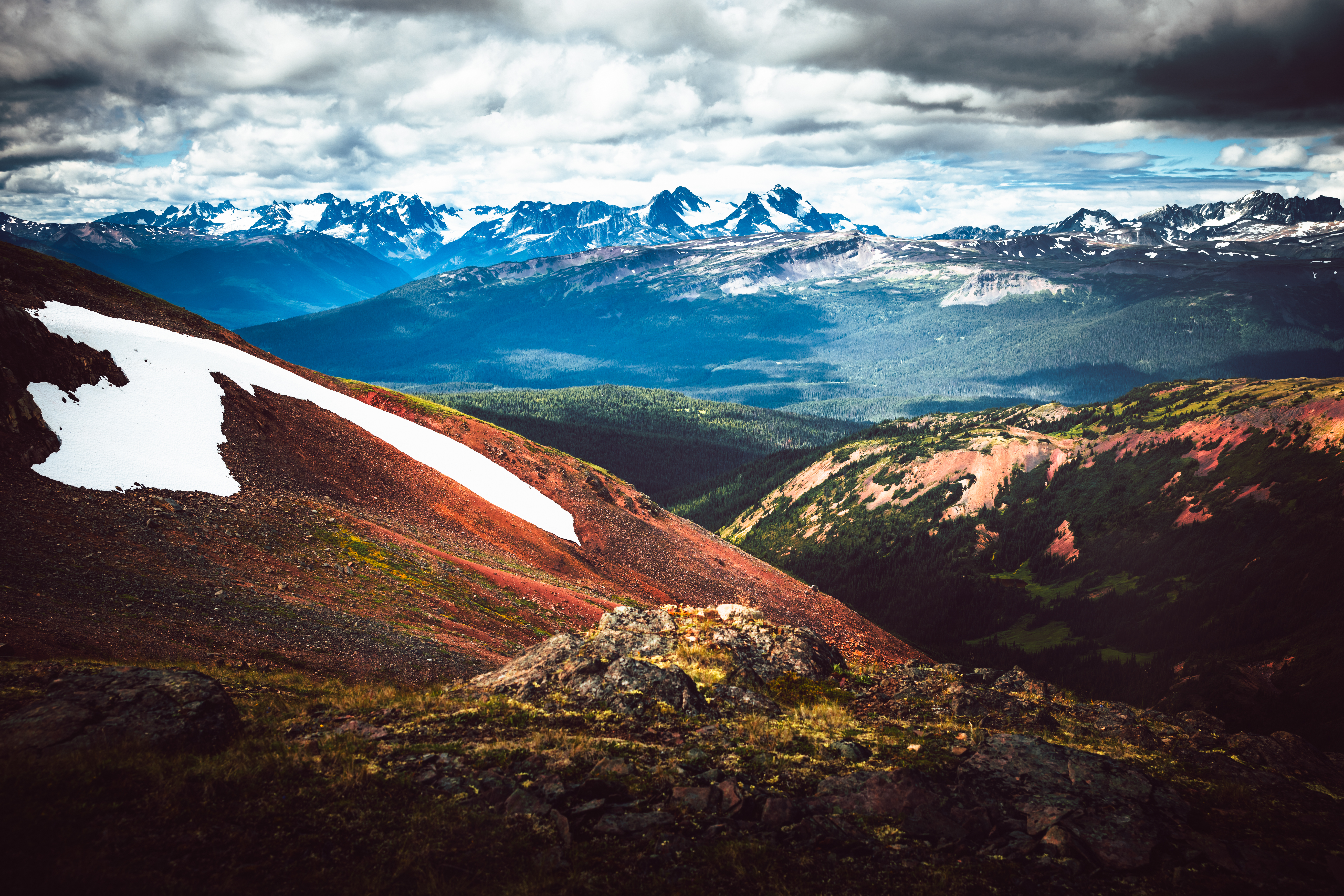 Arctic Bloom