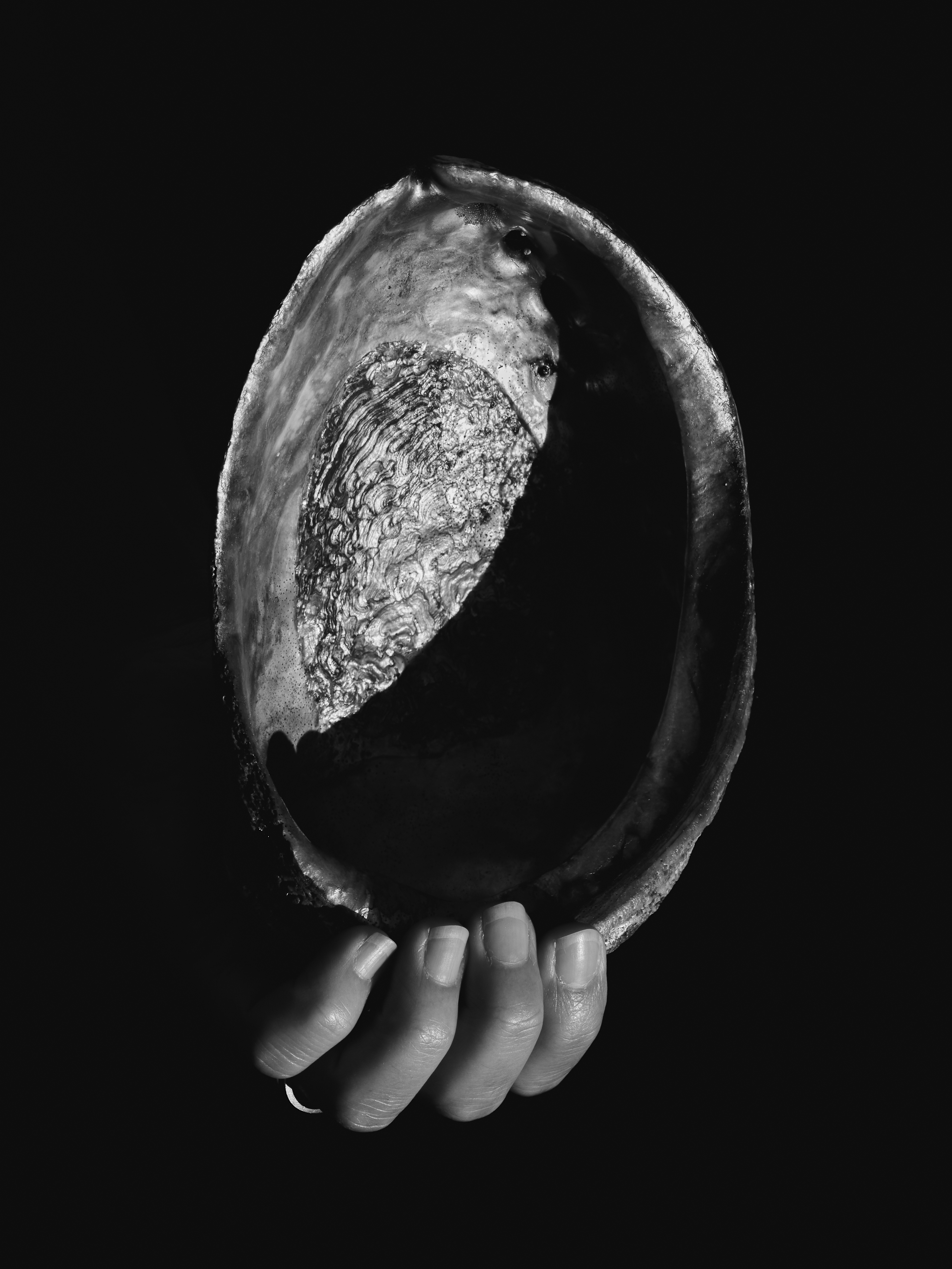 Plate 14, Found Abalone