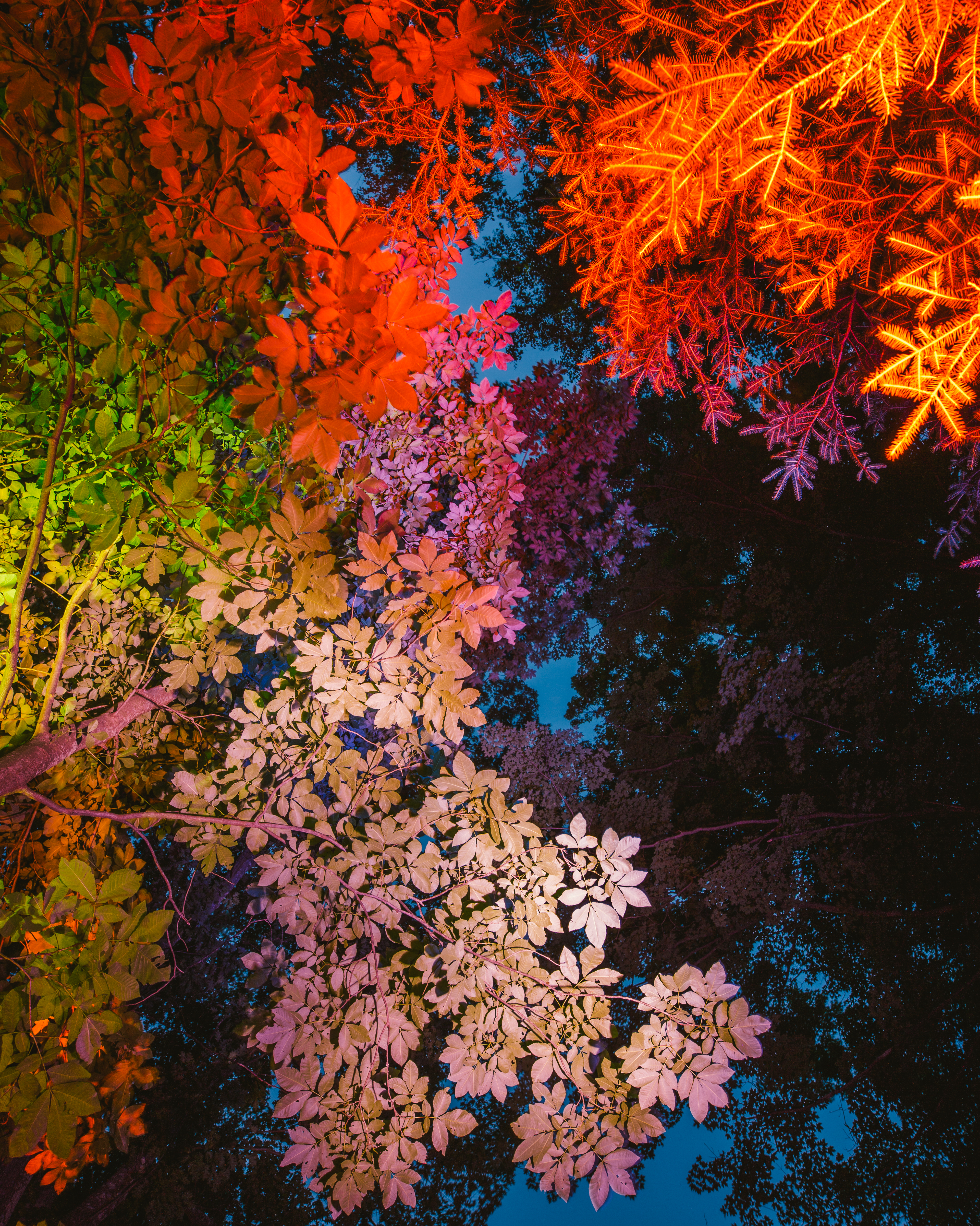 Canopy #6