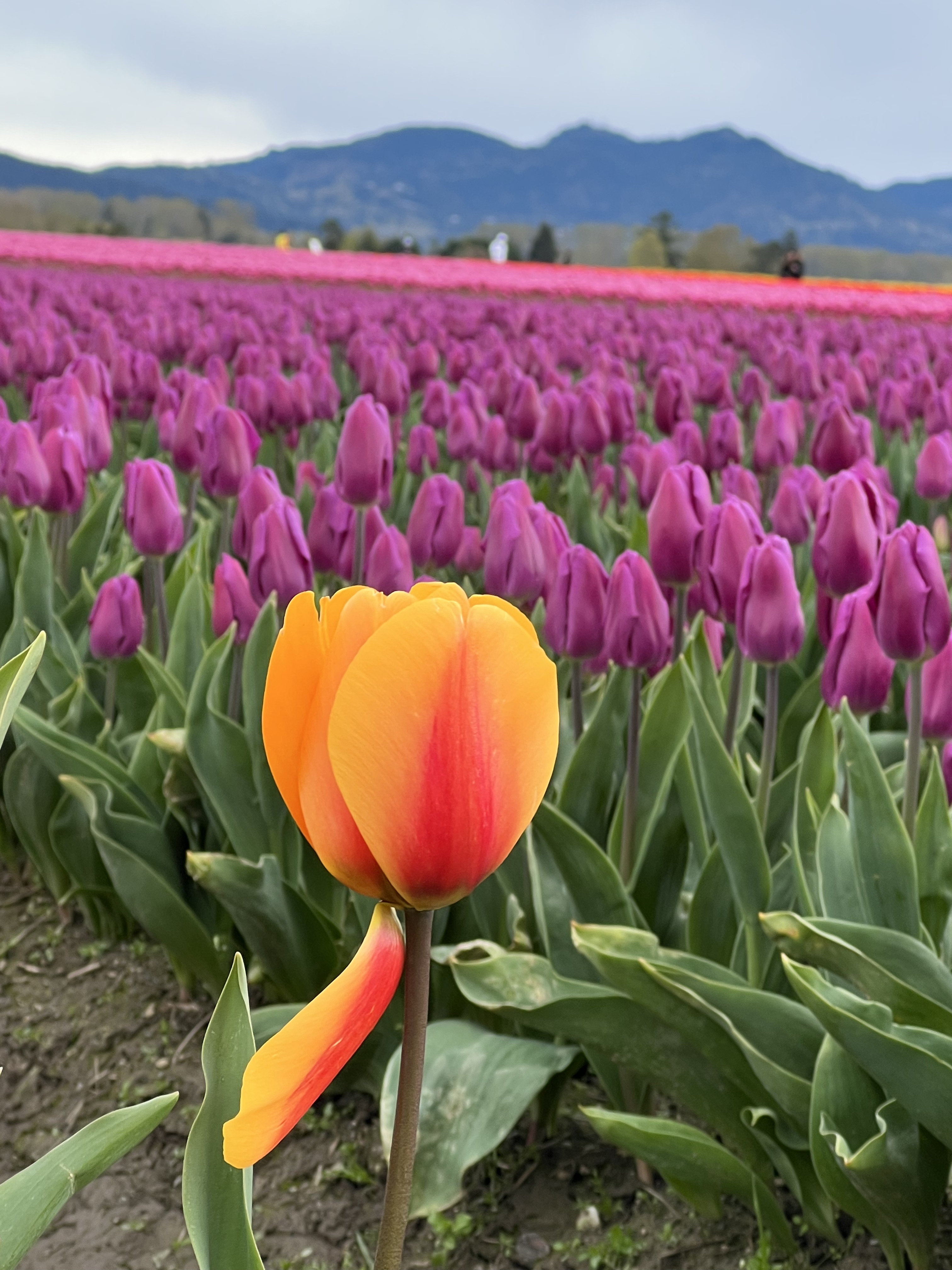 Tulip in Bloom
