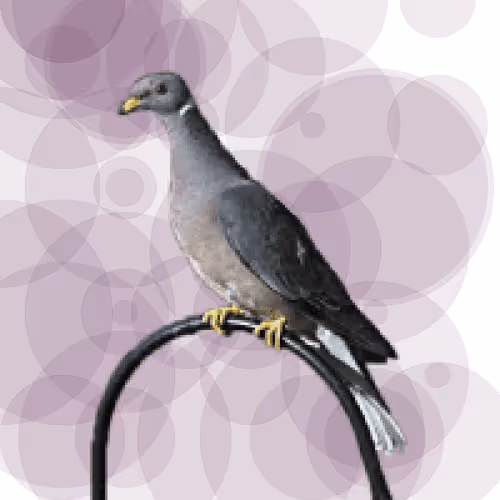 Seamorphus Pigeon #10