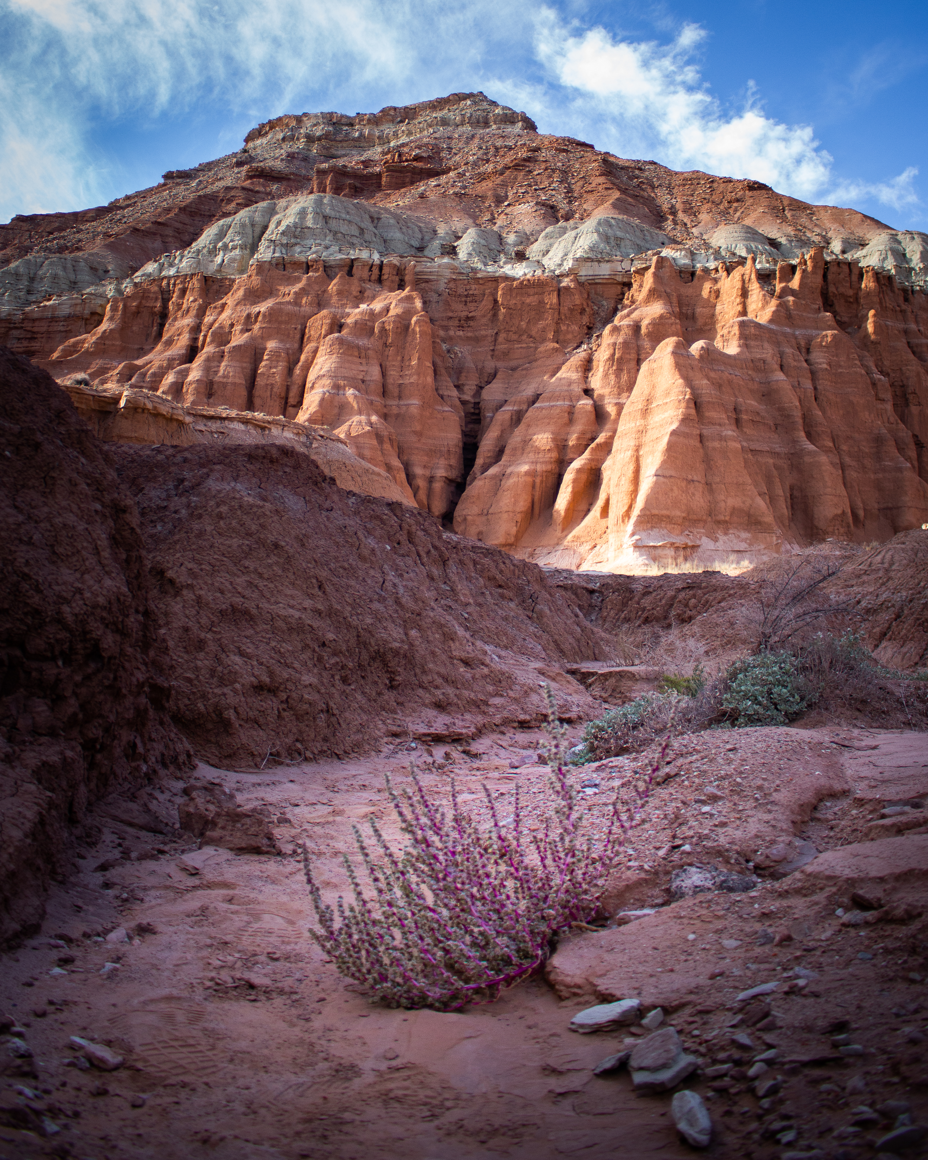 the desert's floor