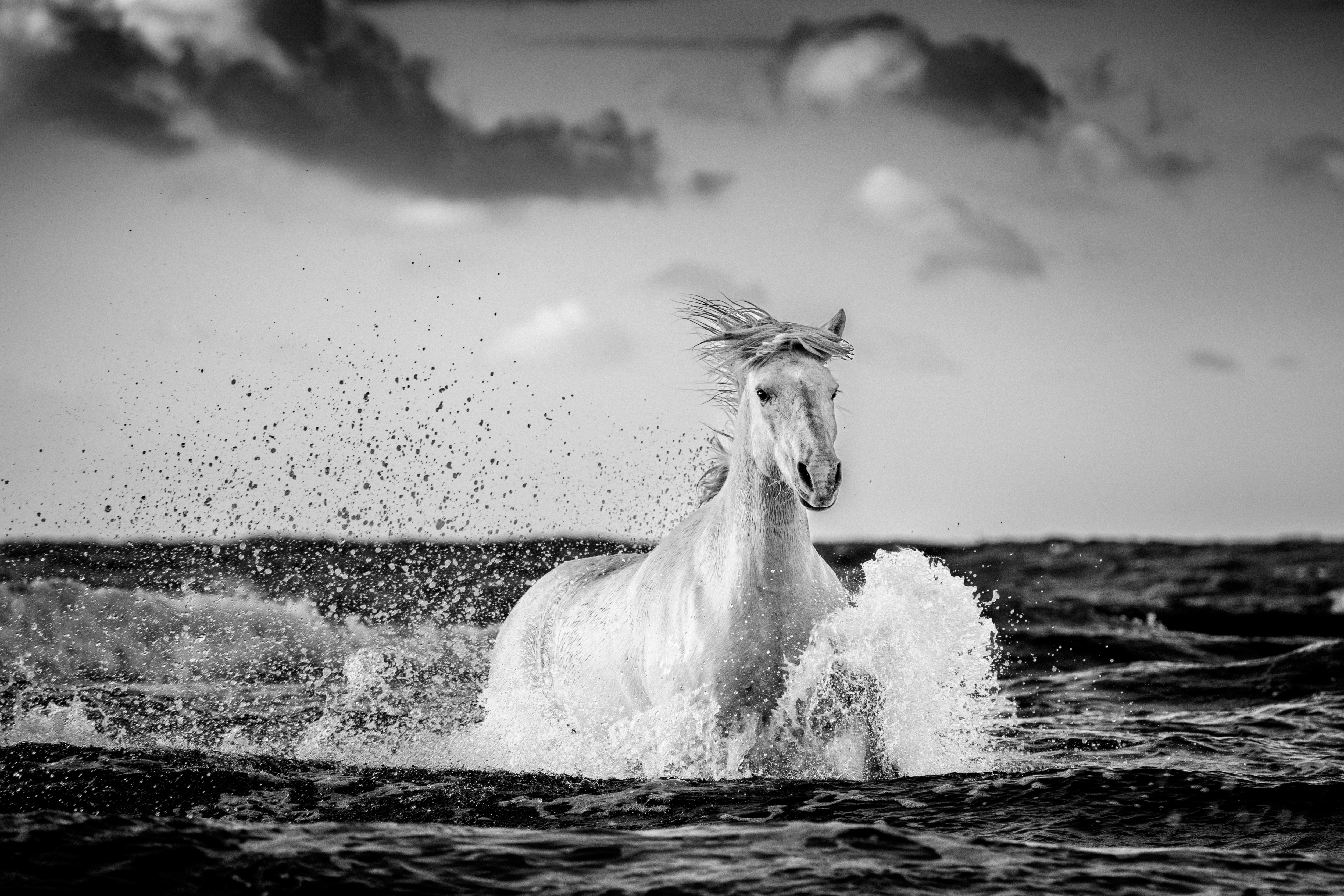 Oceanic Symphony