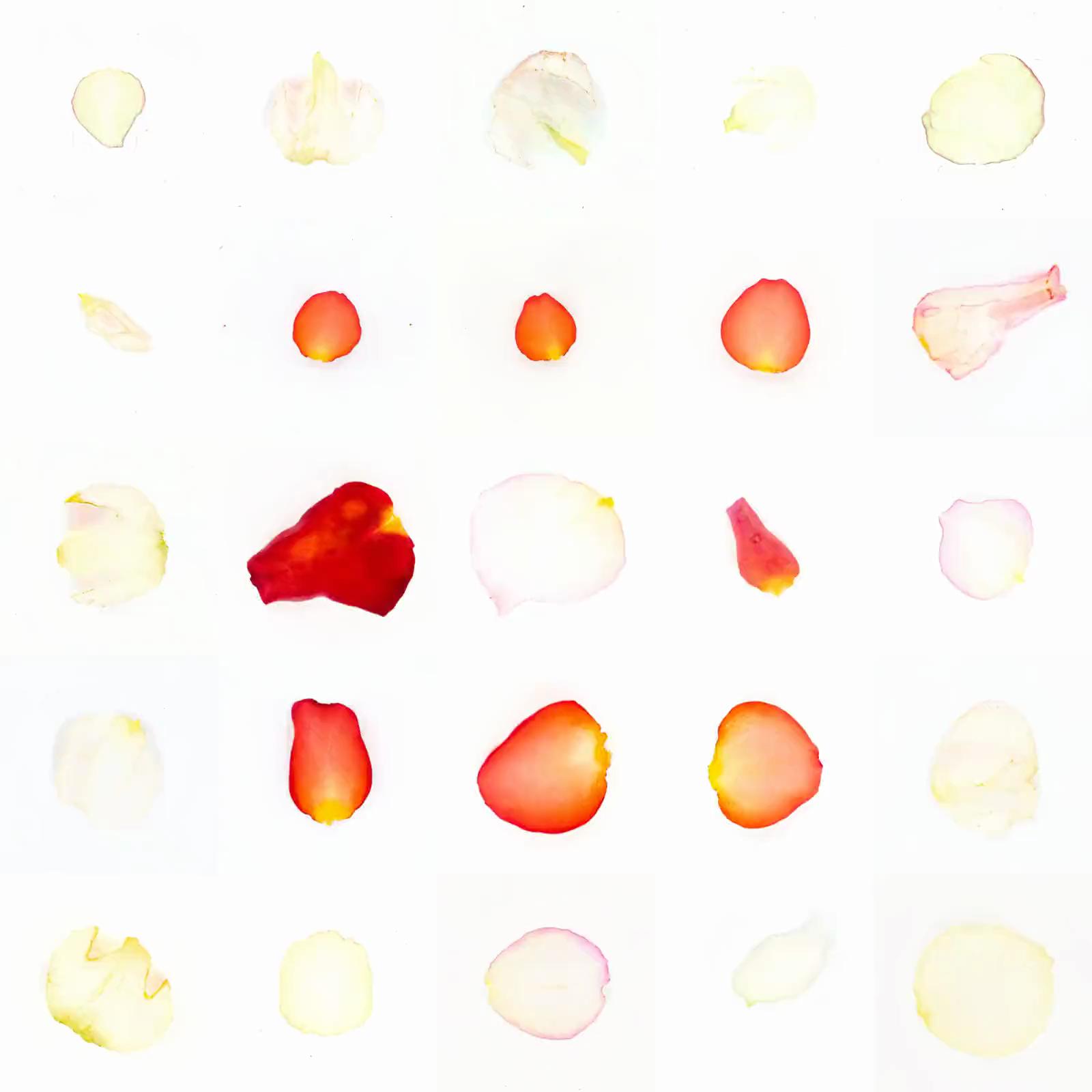 Infinite Petals 5x5#20344