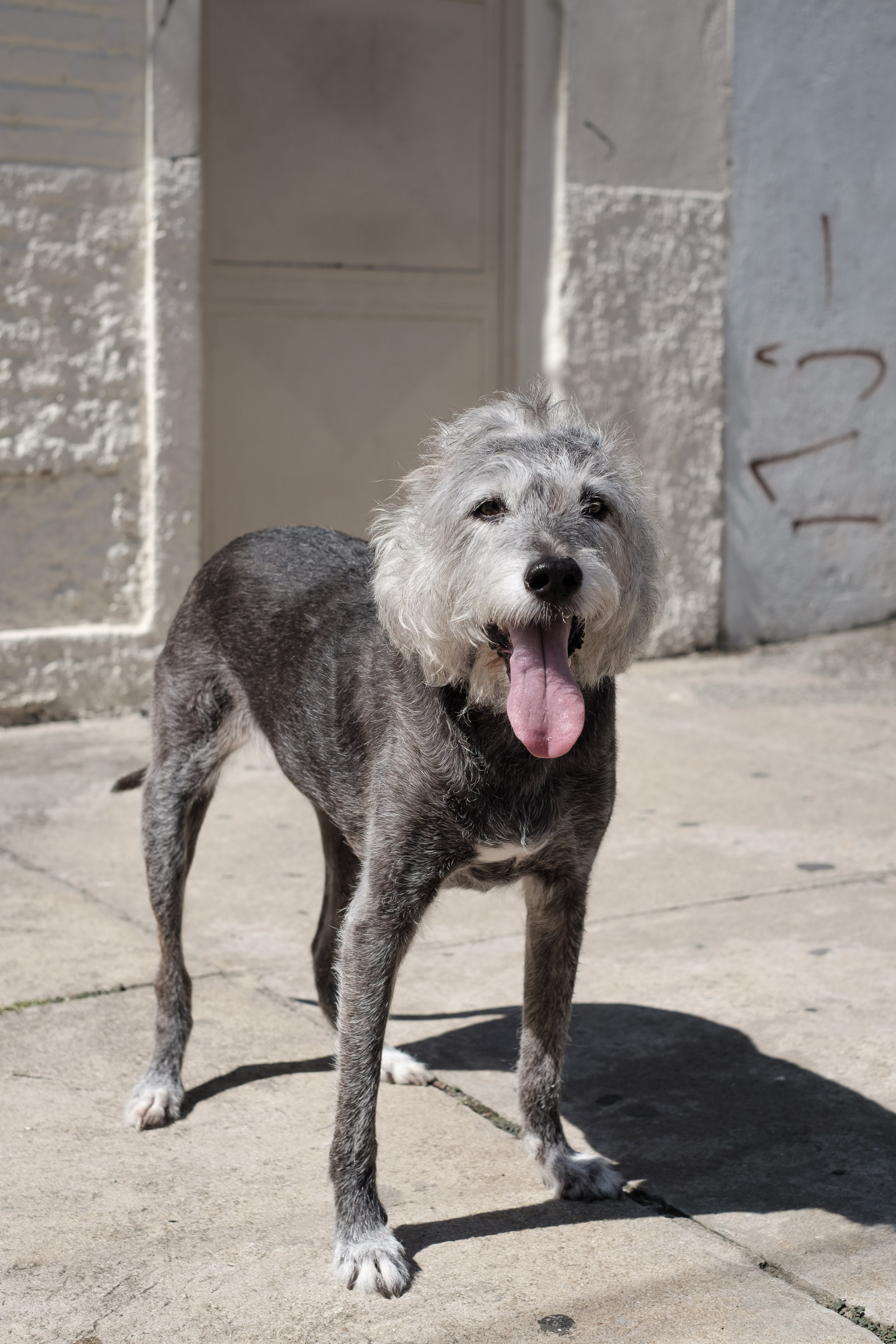 Dog