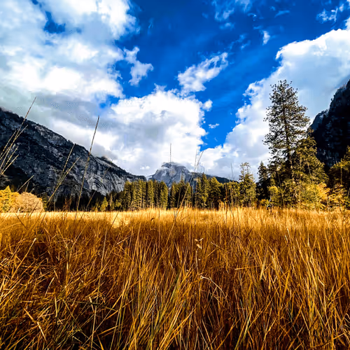 The Grass