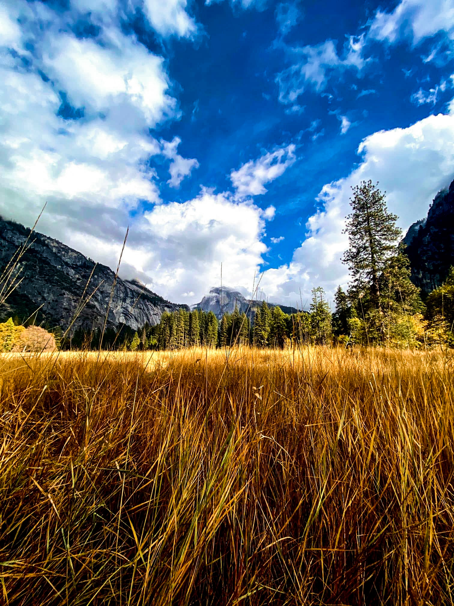 The Grass