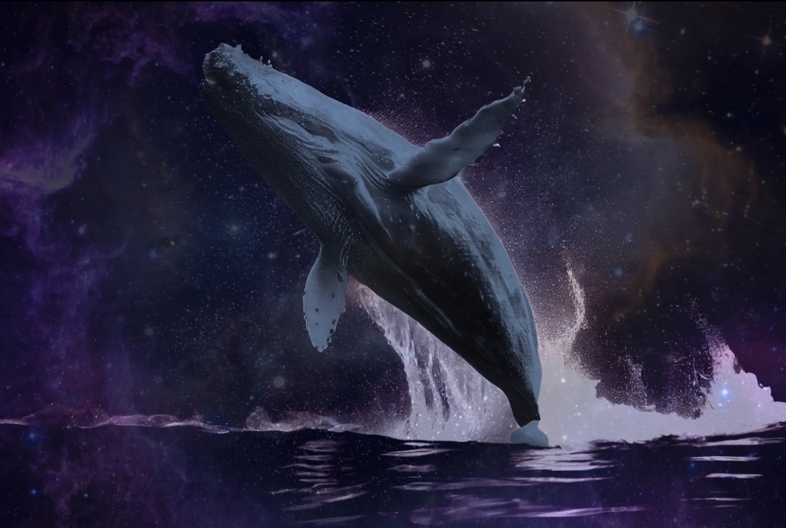 Whale Song