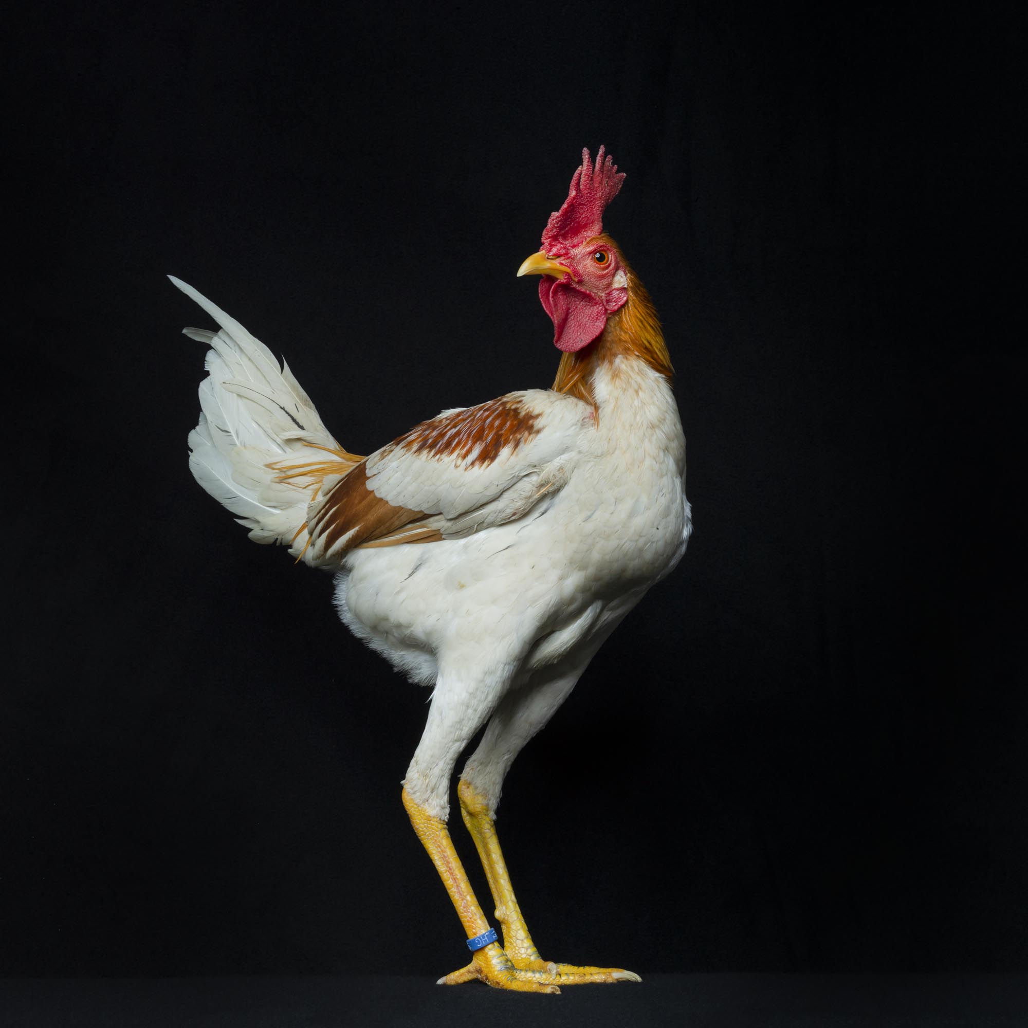 Gallus Nr. 8