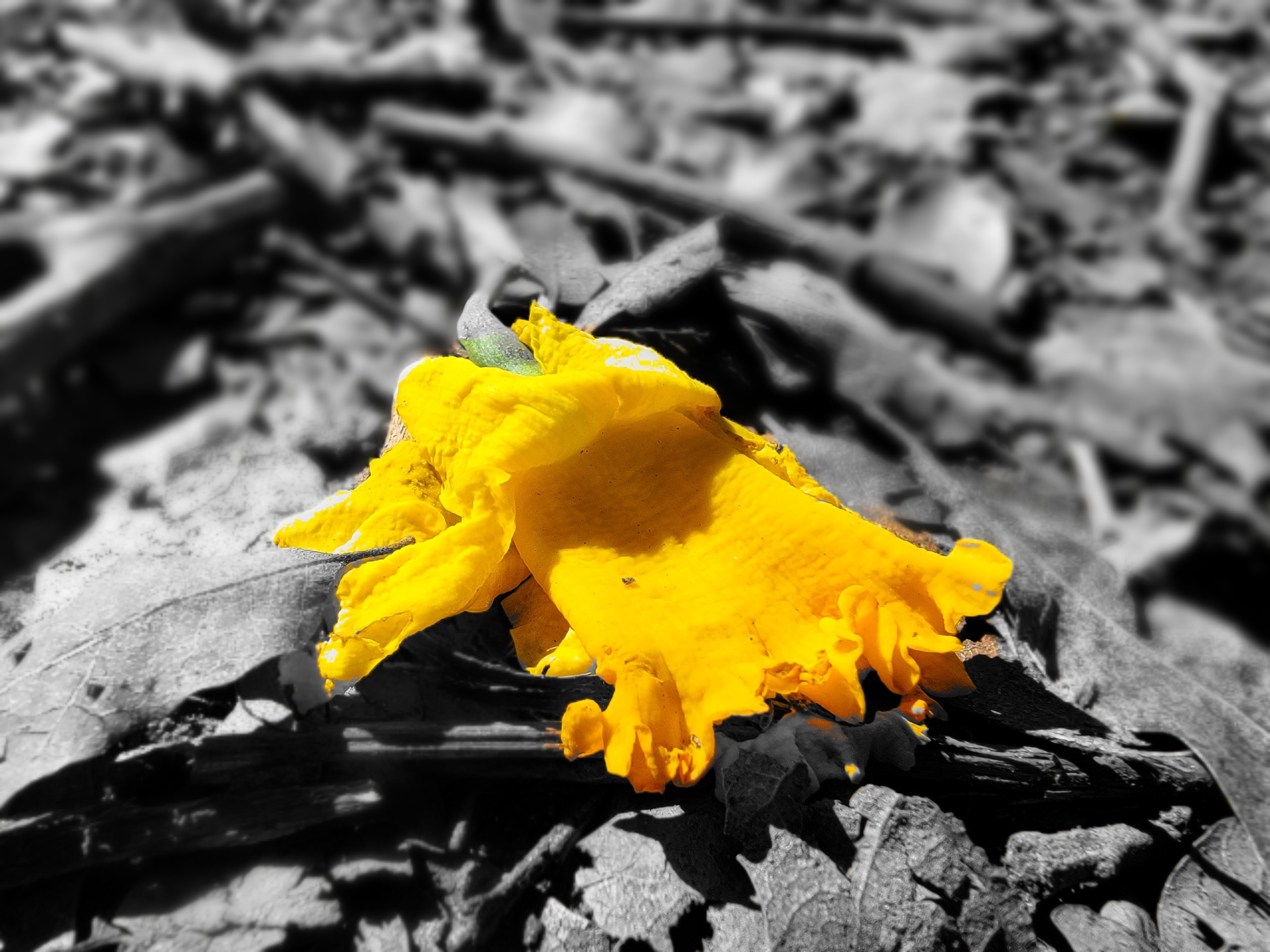 Lemon Sunshine