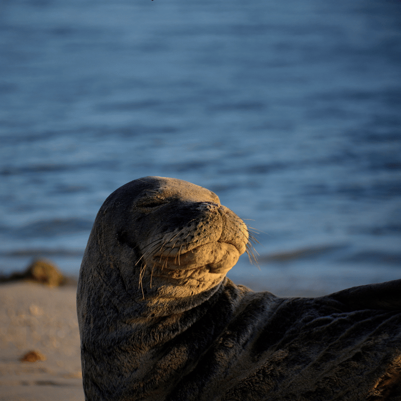 Seal The Memes